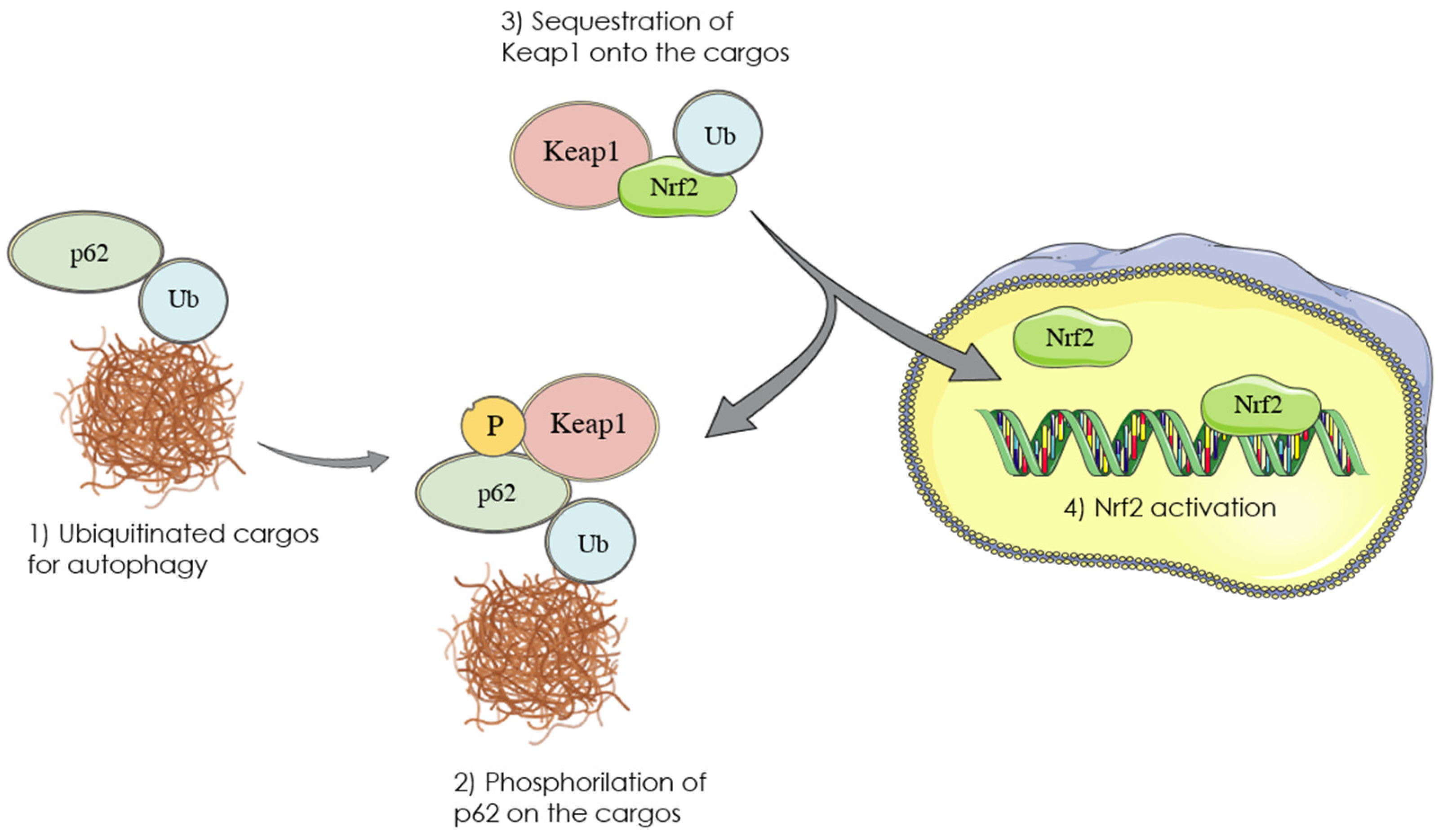 Preprints 108324 g001