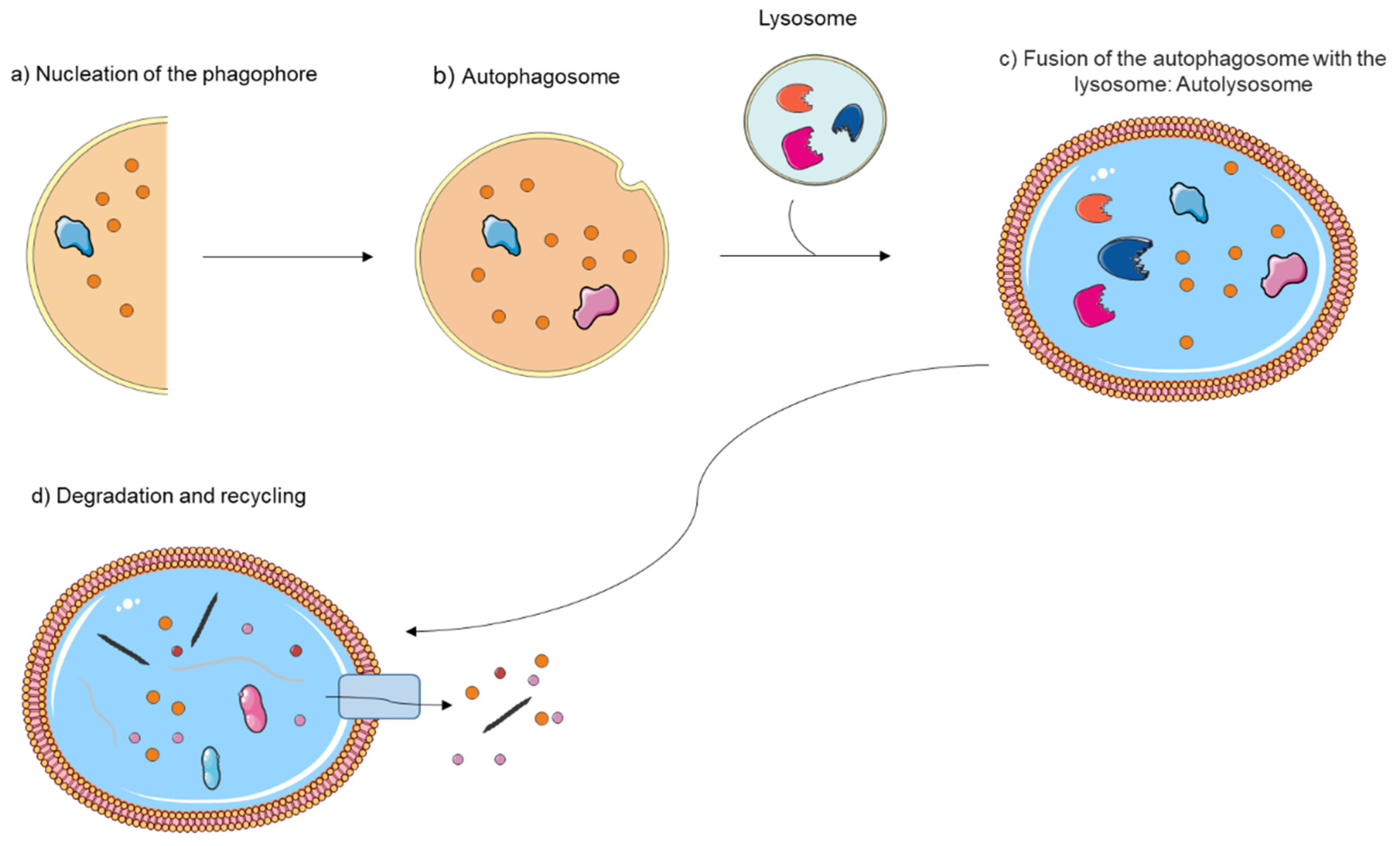 Preprints 108324 g002