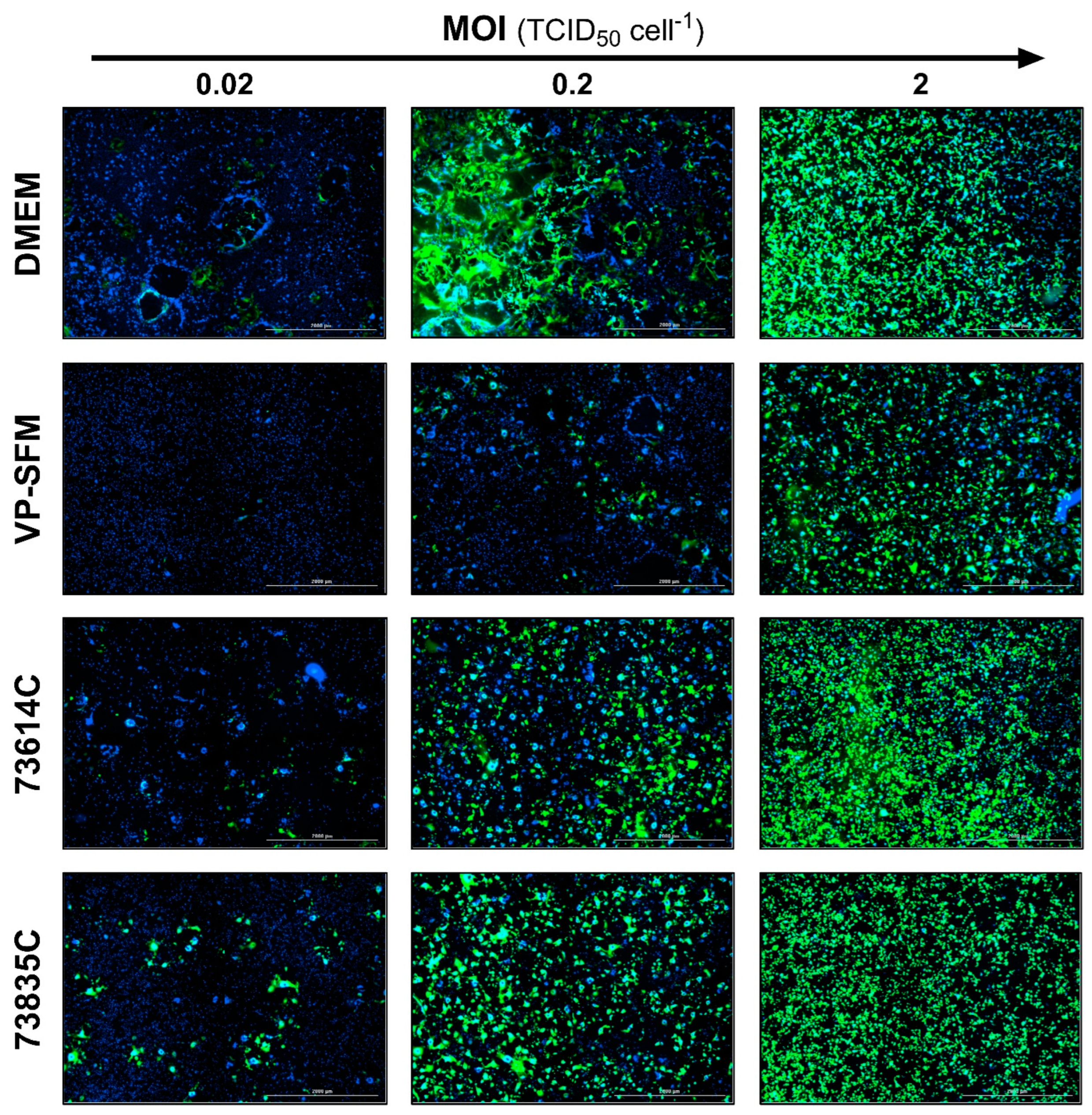 Preprints 119033 g005