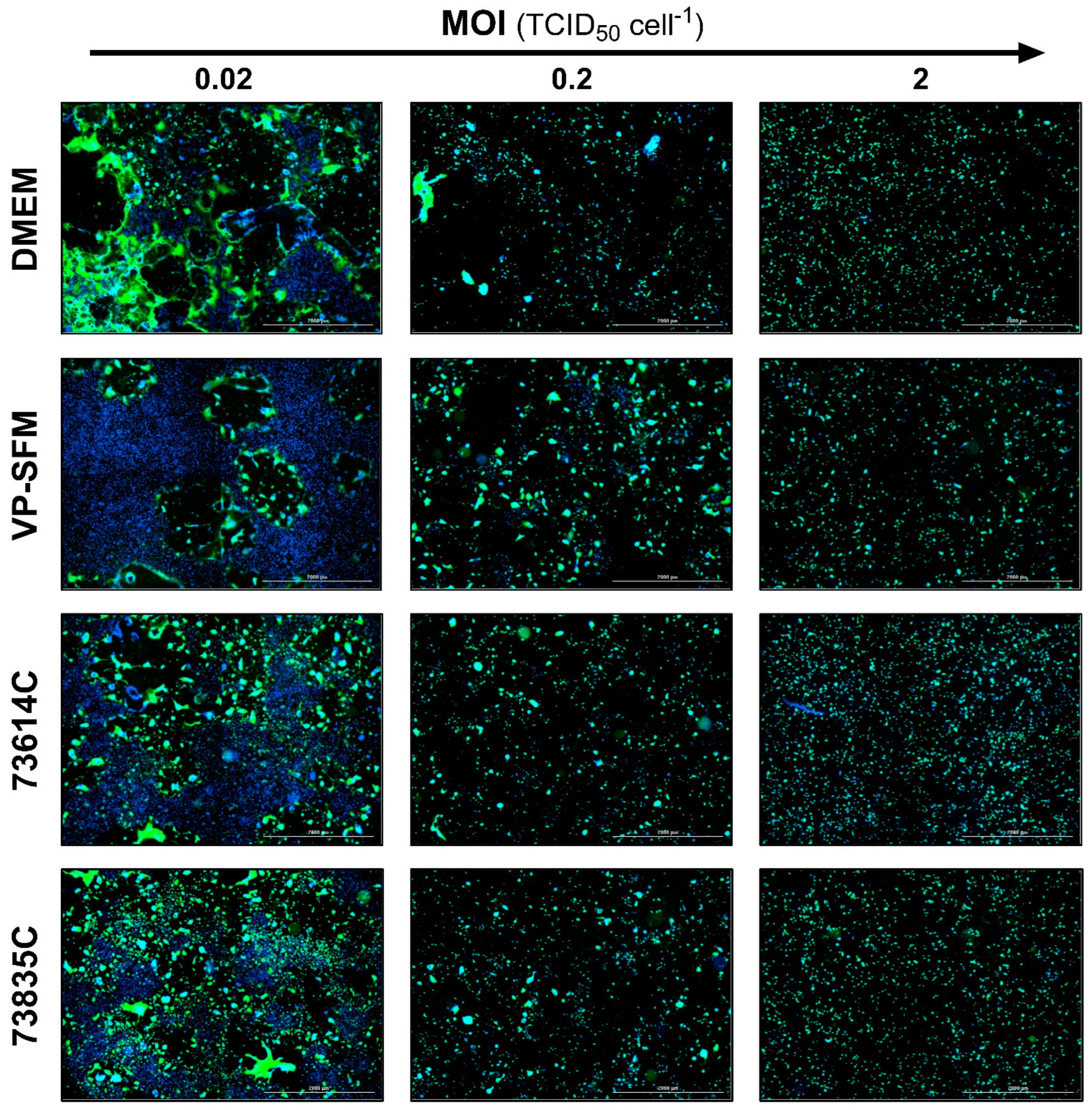 Preprints 119033 g006