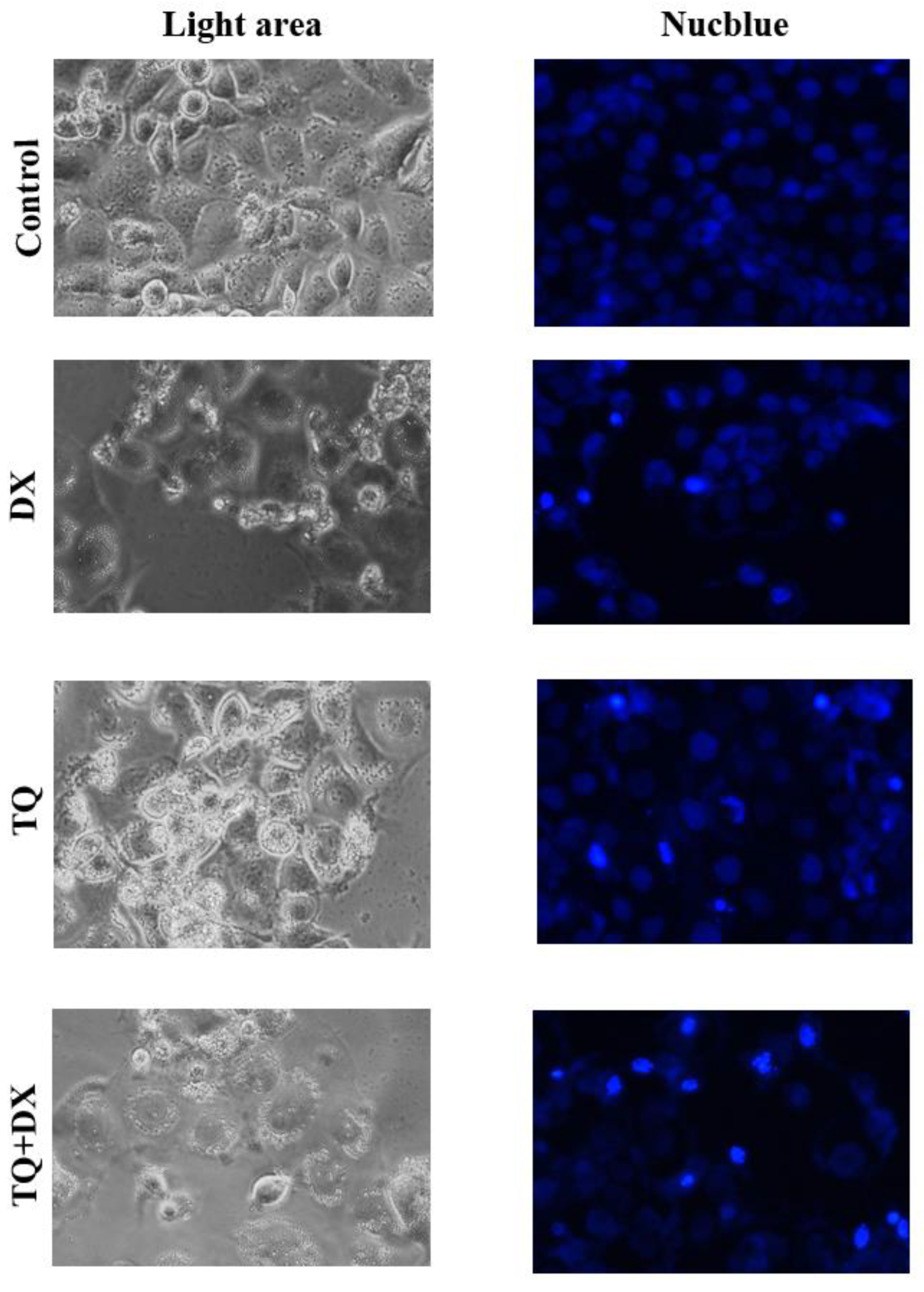 Preprints 113448 g004