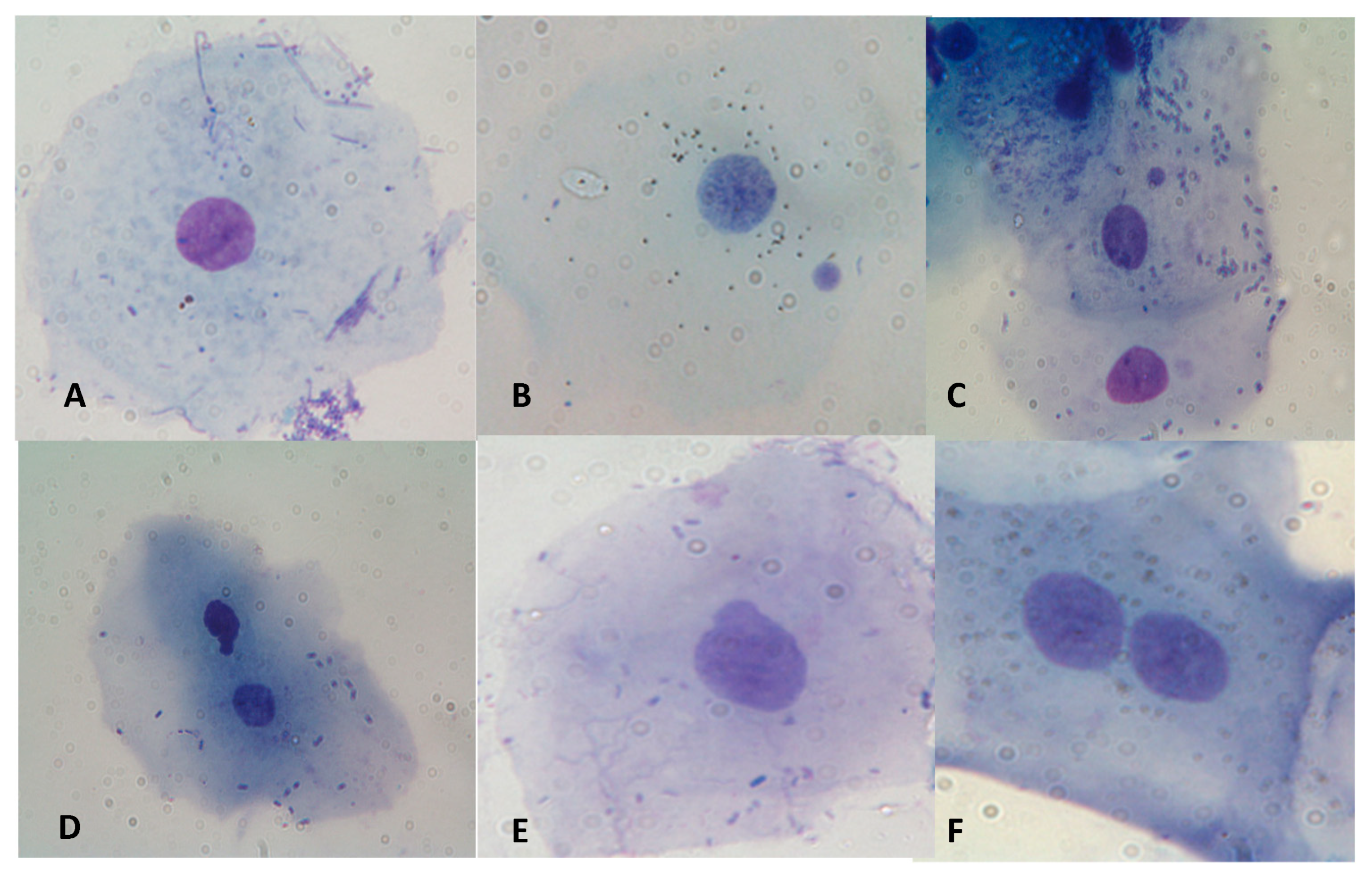 Preprints 78043 g003