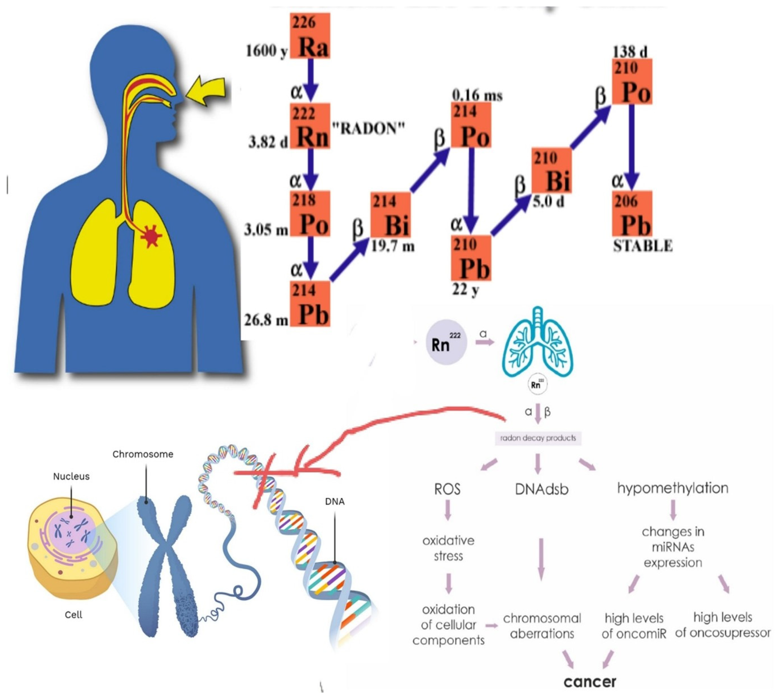 Preprints 116389 g001