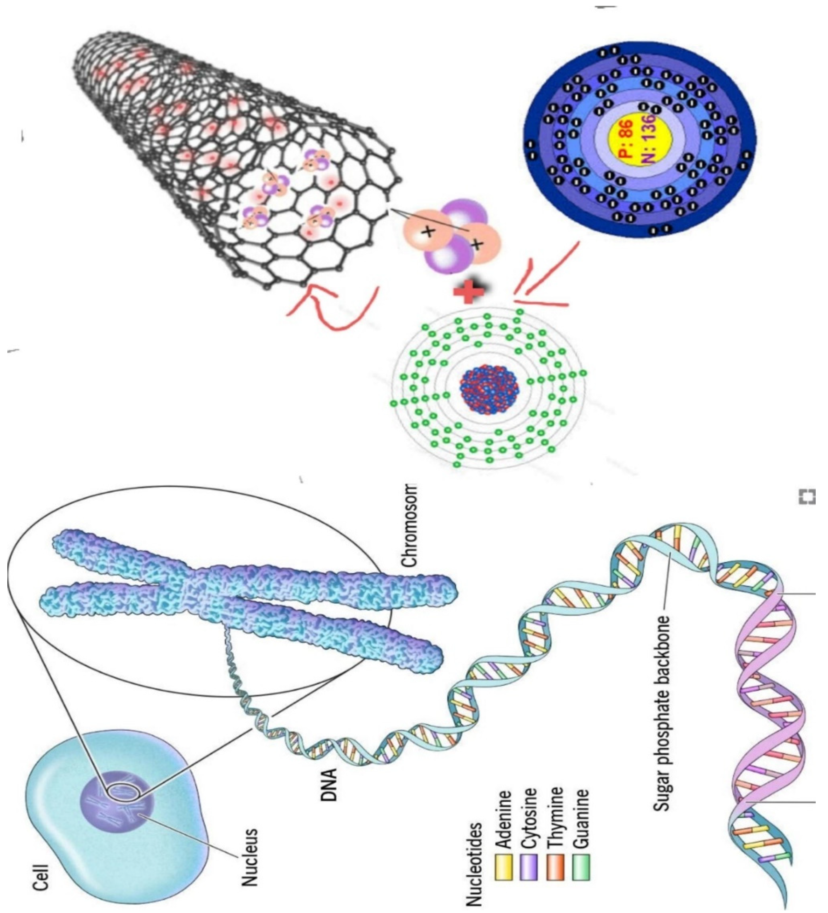 Preprints 116389 g006