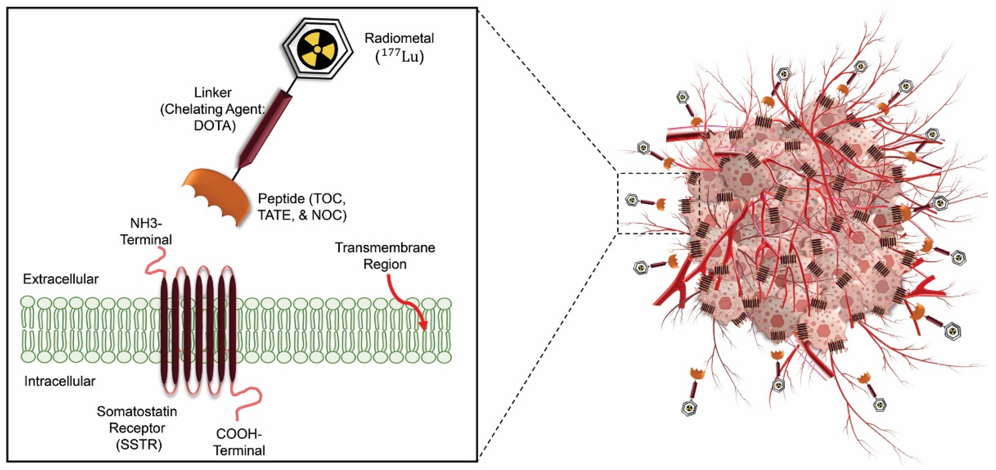 Preprints 91453 g002