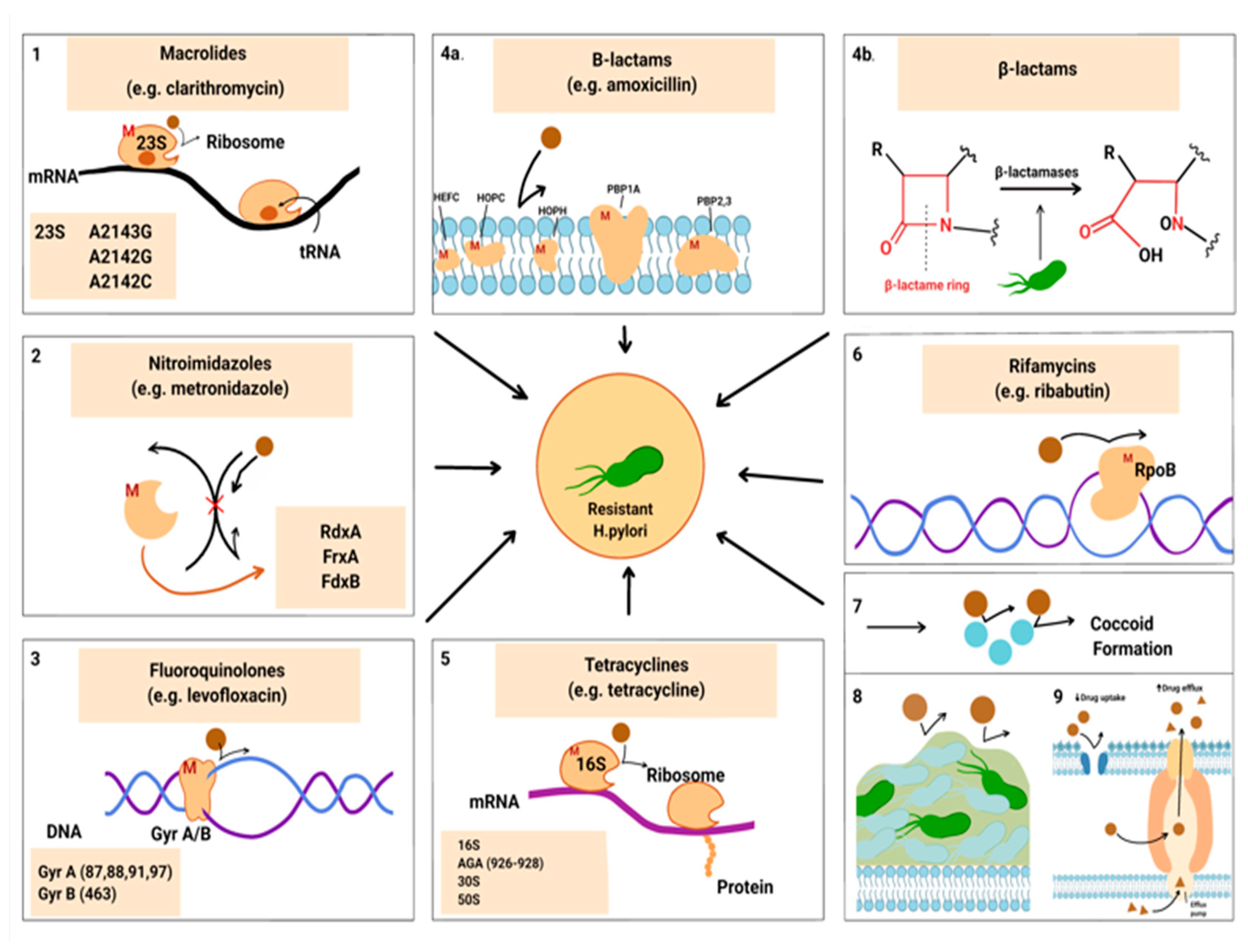 Preprints 118358 g001