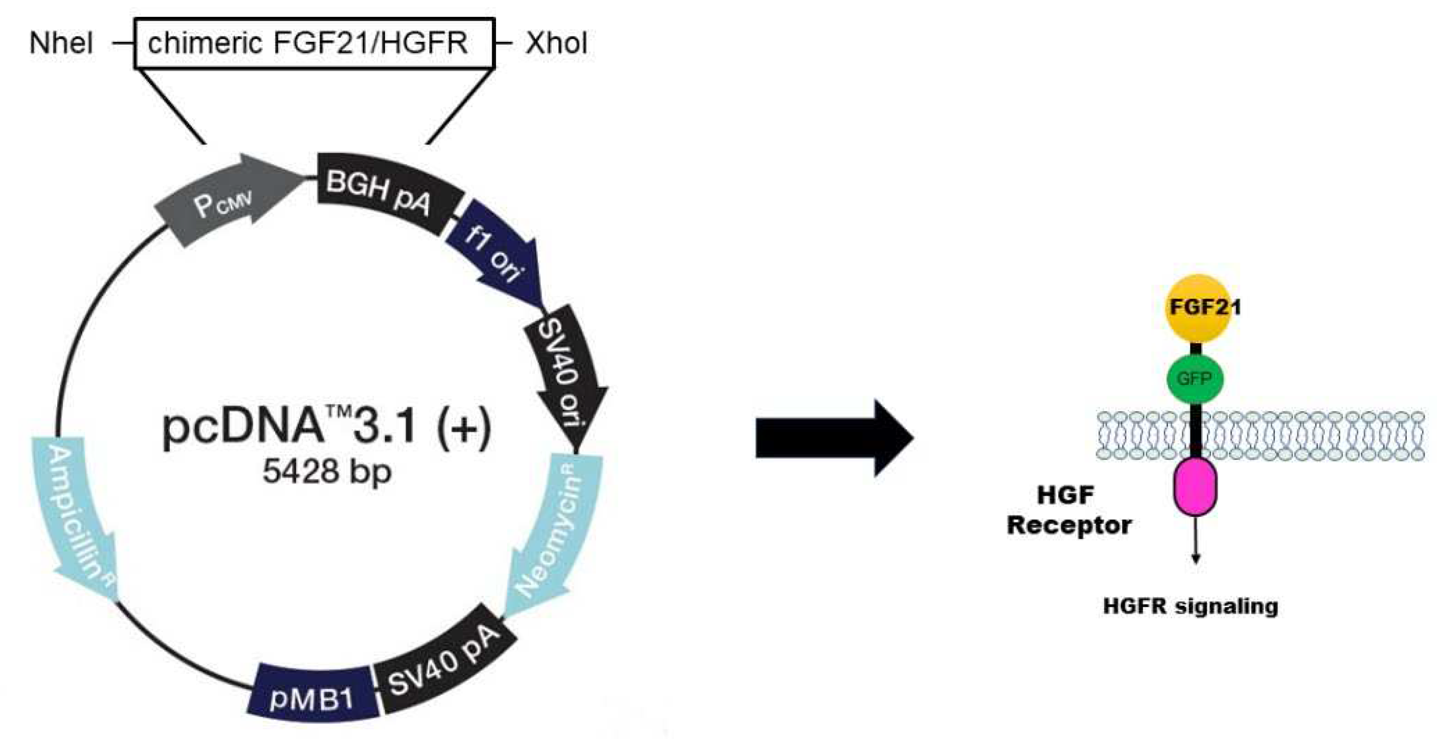 Preprints 93460 g001