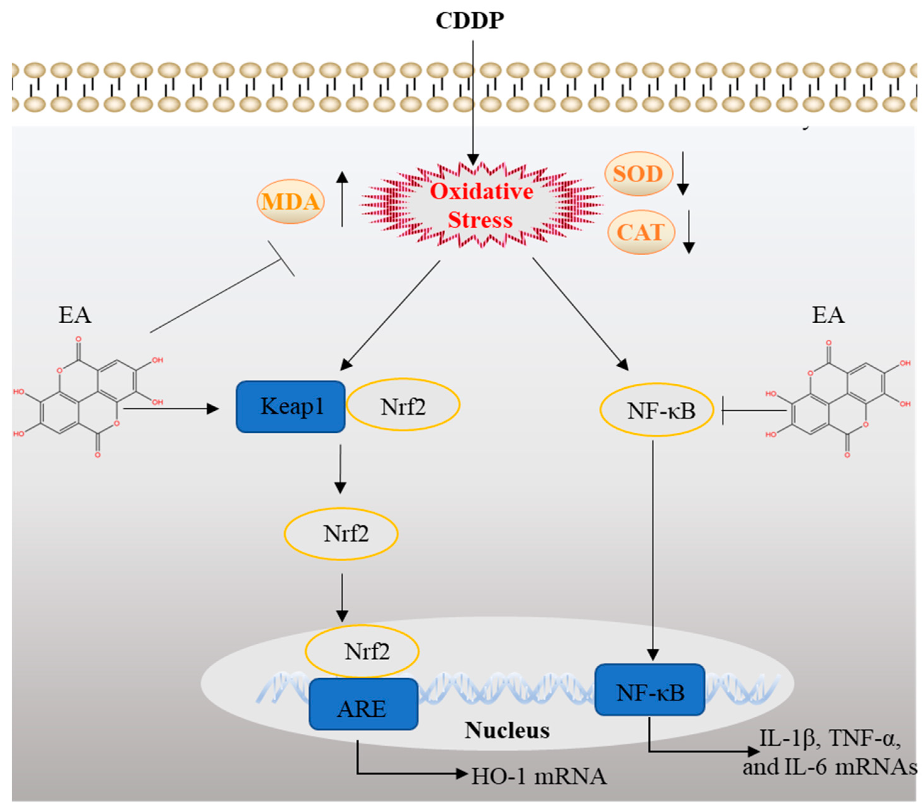 Preprints 86634 g010