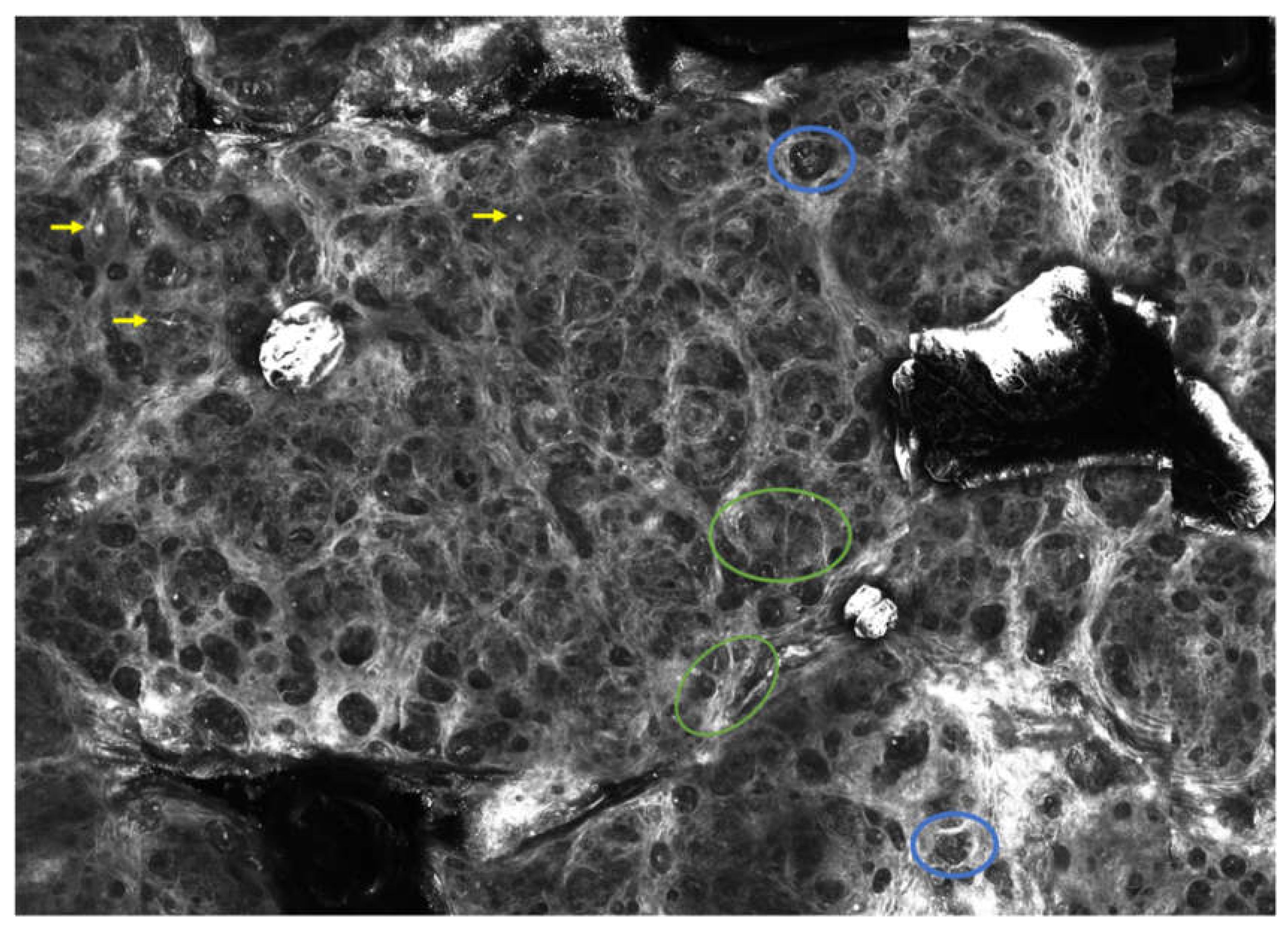 Preprints 118156 g002