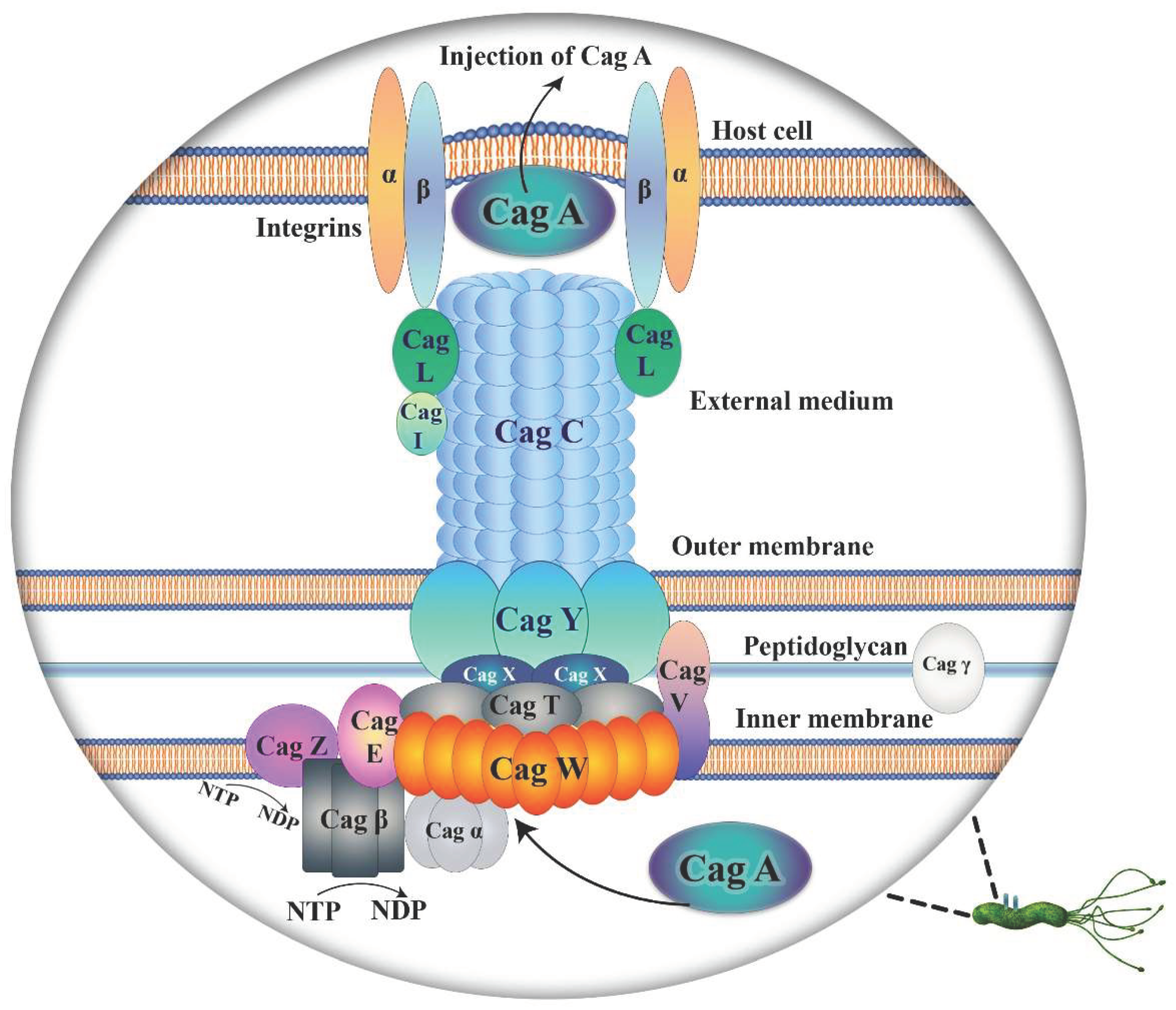 Preprints 99848 g001