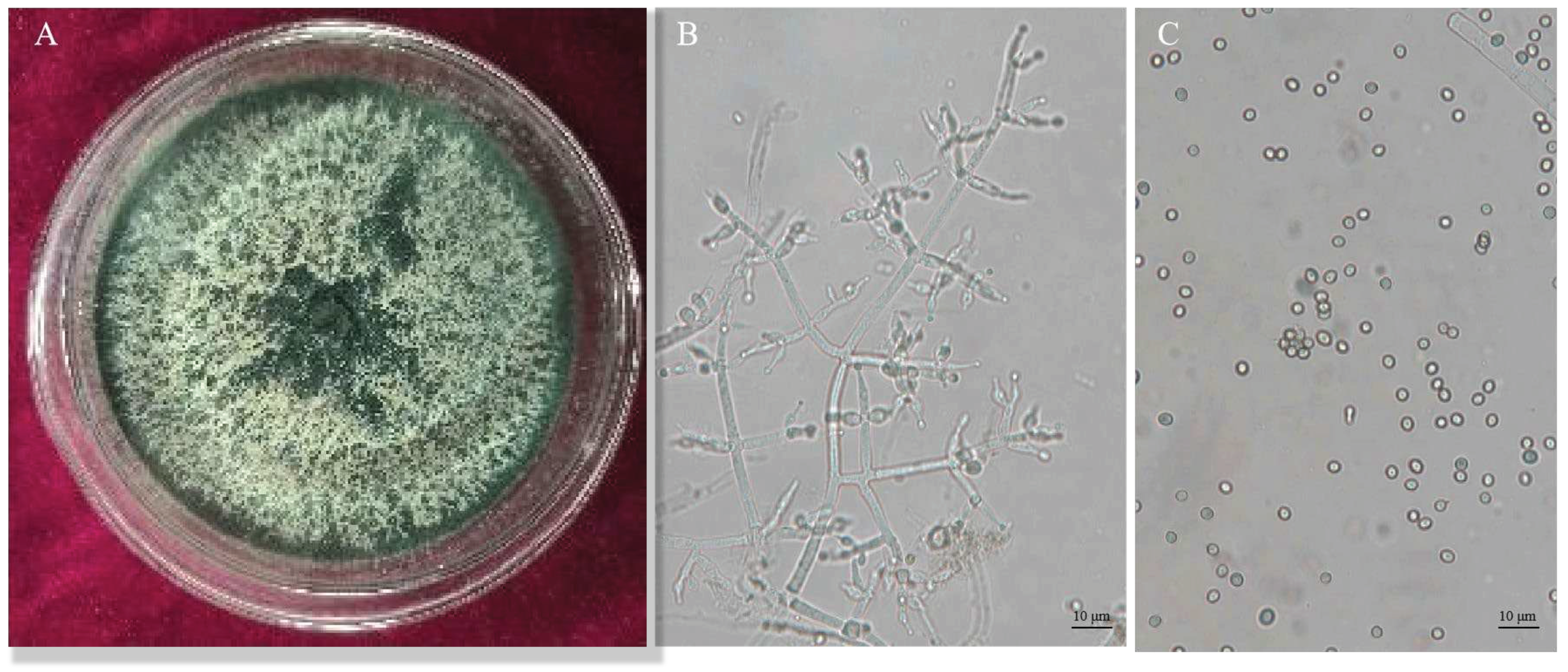 Preprints 98747 g002