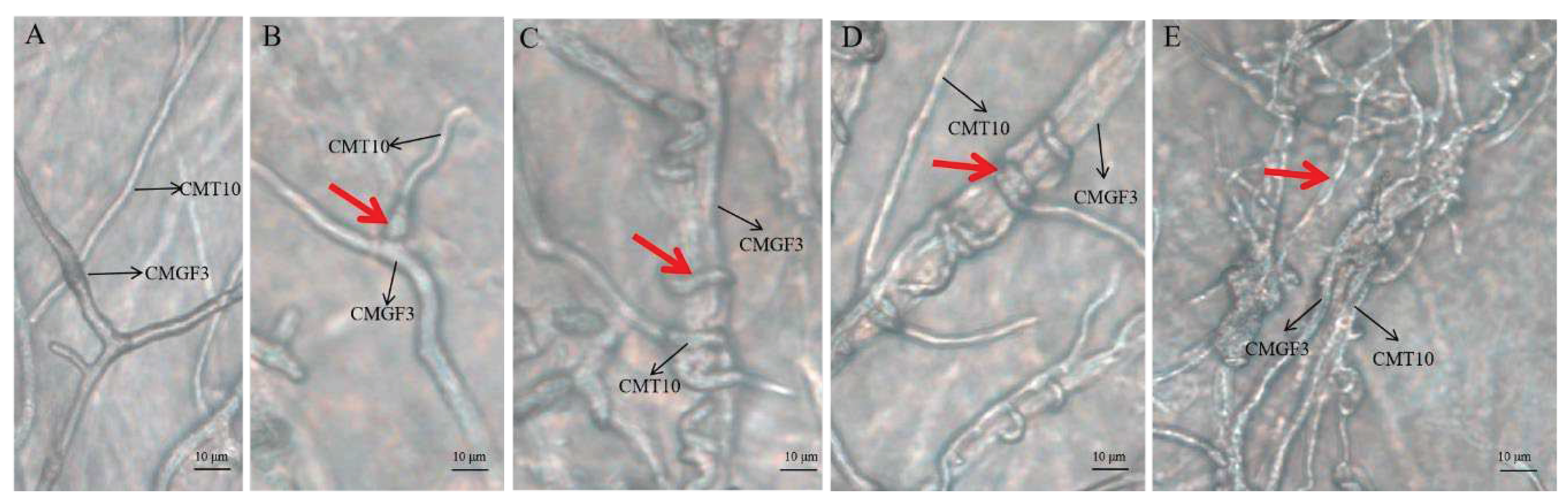 Preprints 98747 g006