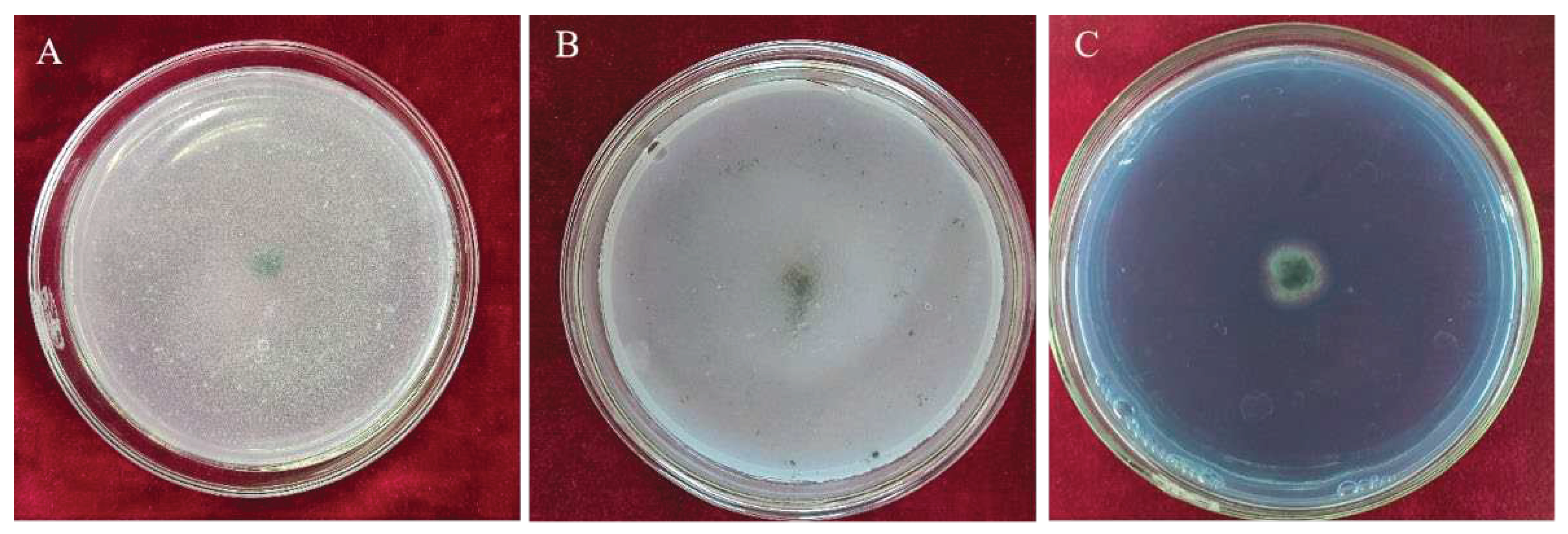 Preprints 98747 g007