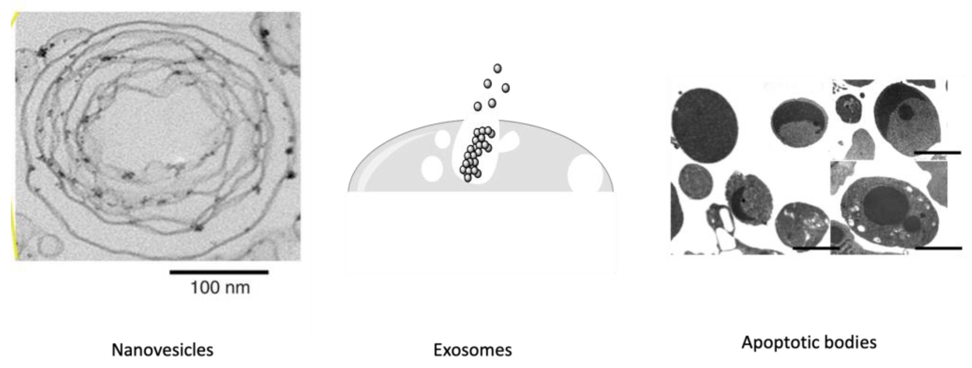 Preprints 87212 g001