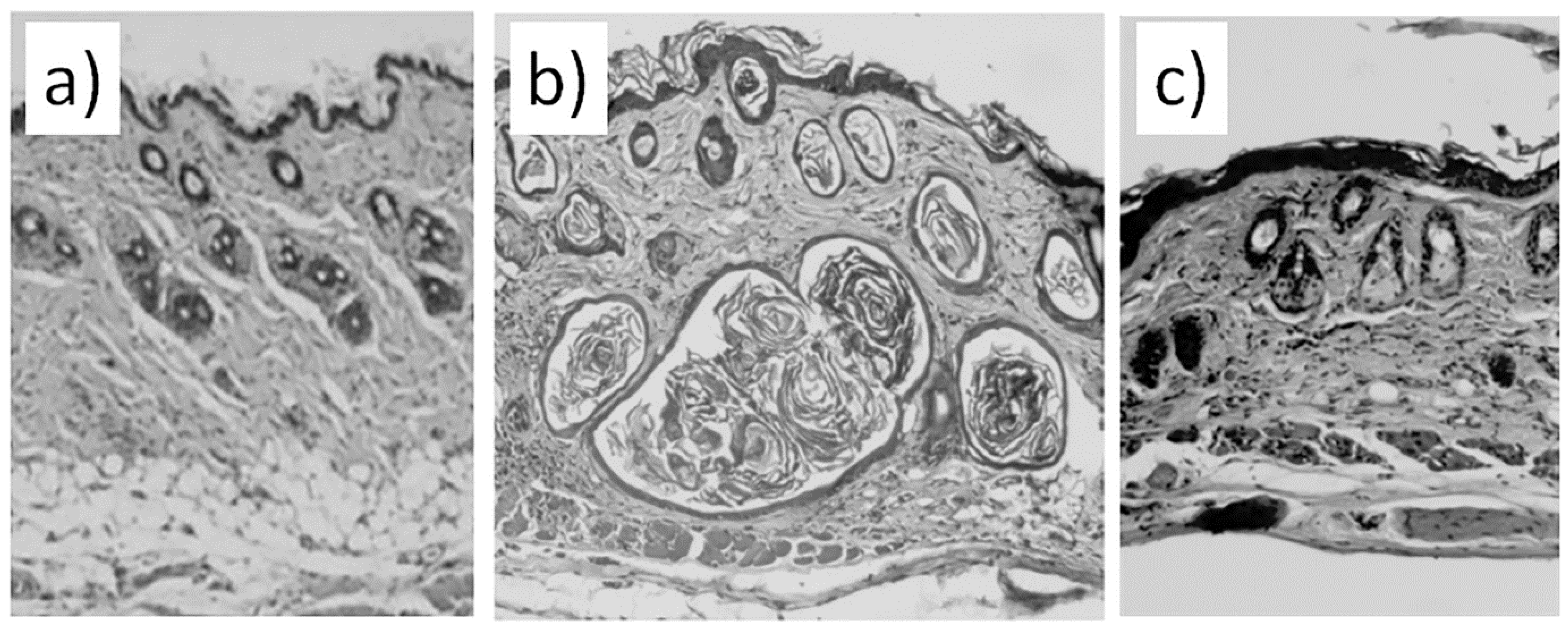 Preprints 67519 g001