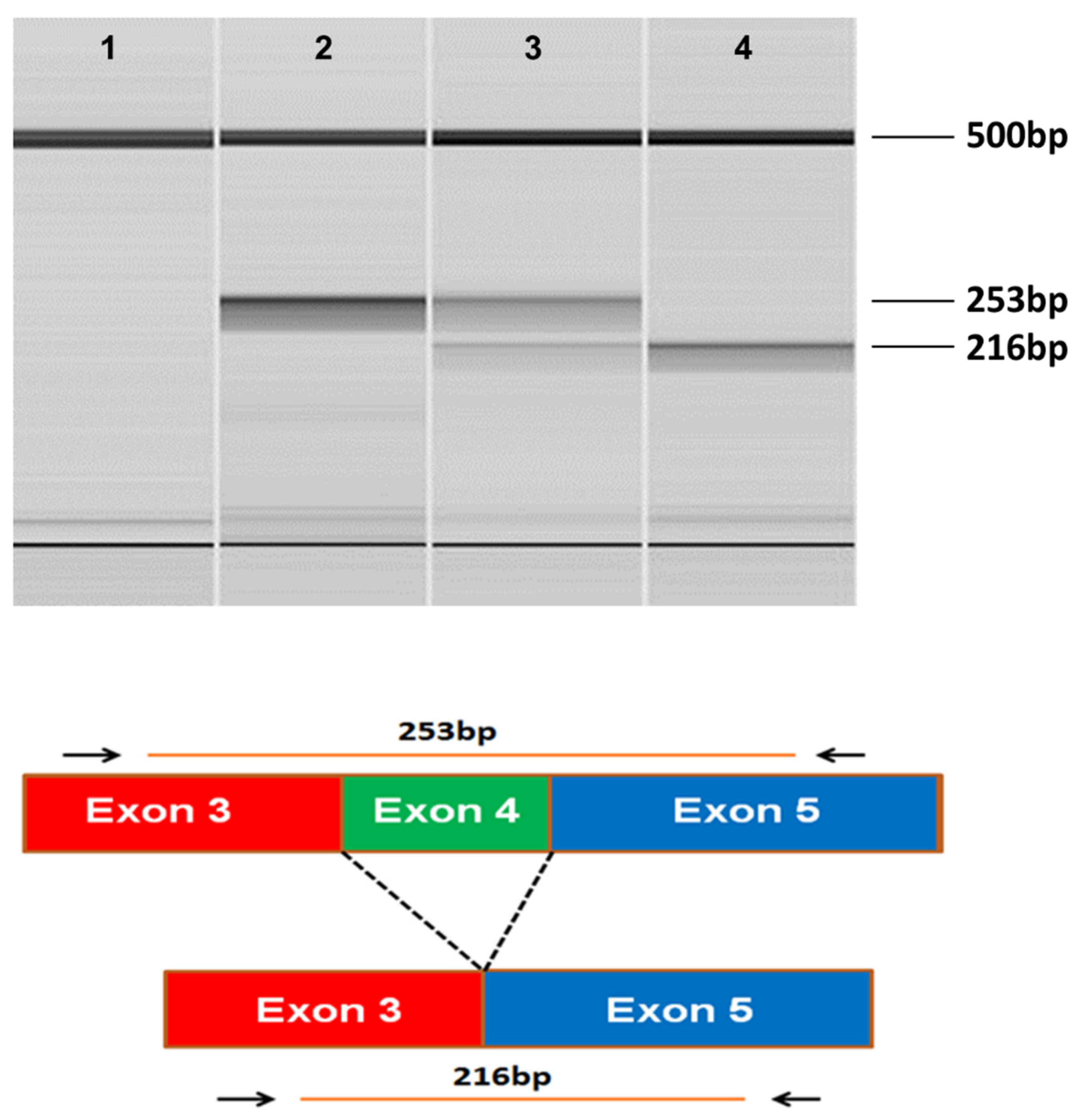 Preprints 119845 g004