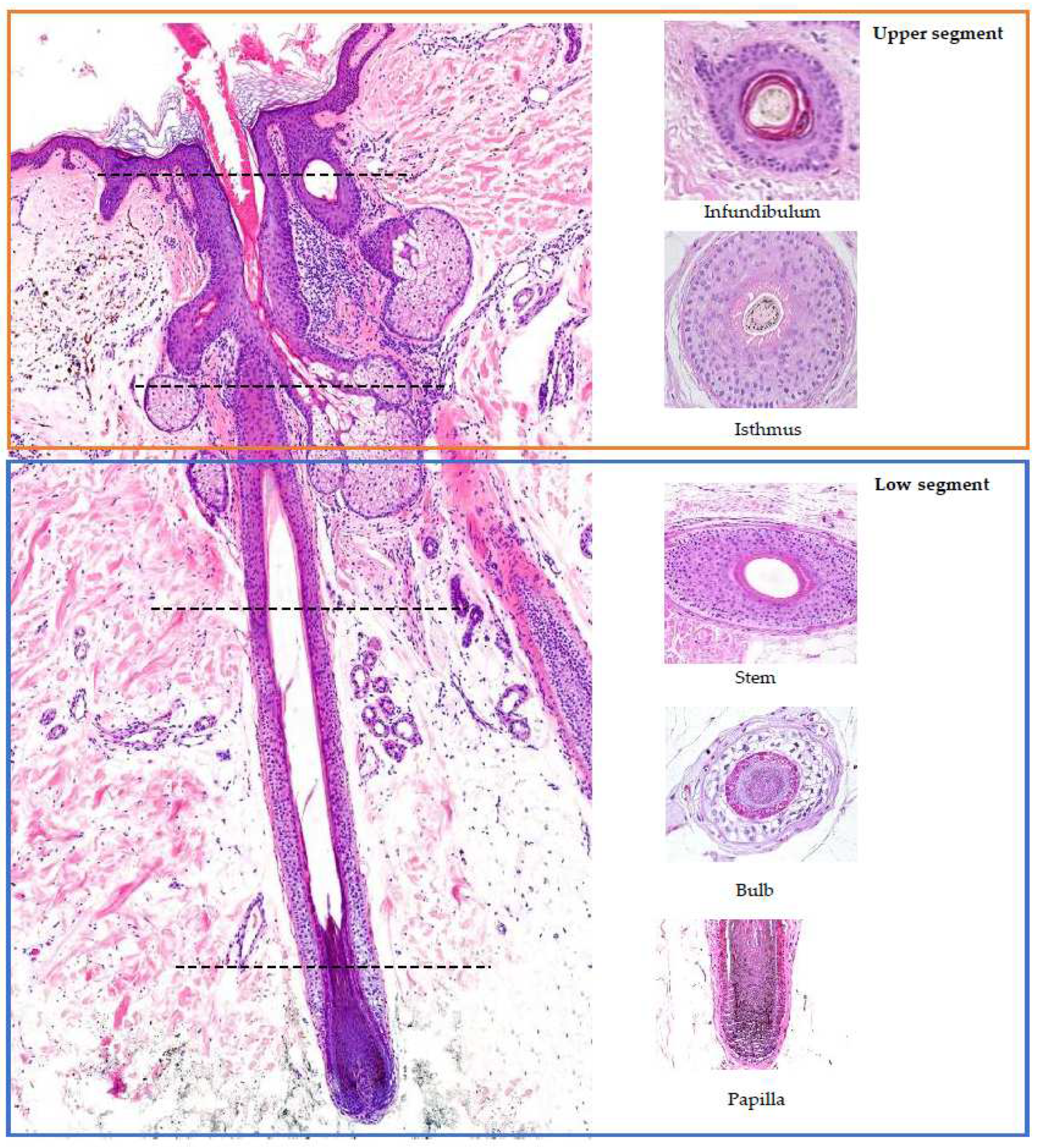 Preprints 78842 g001