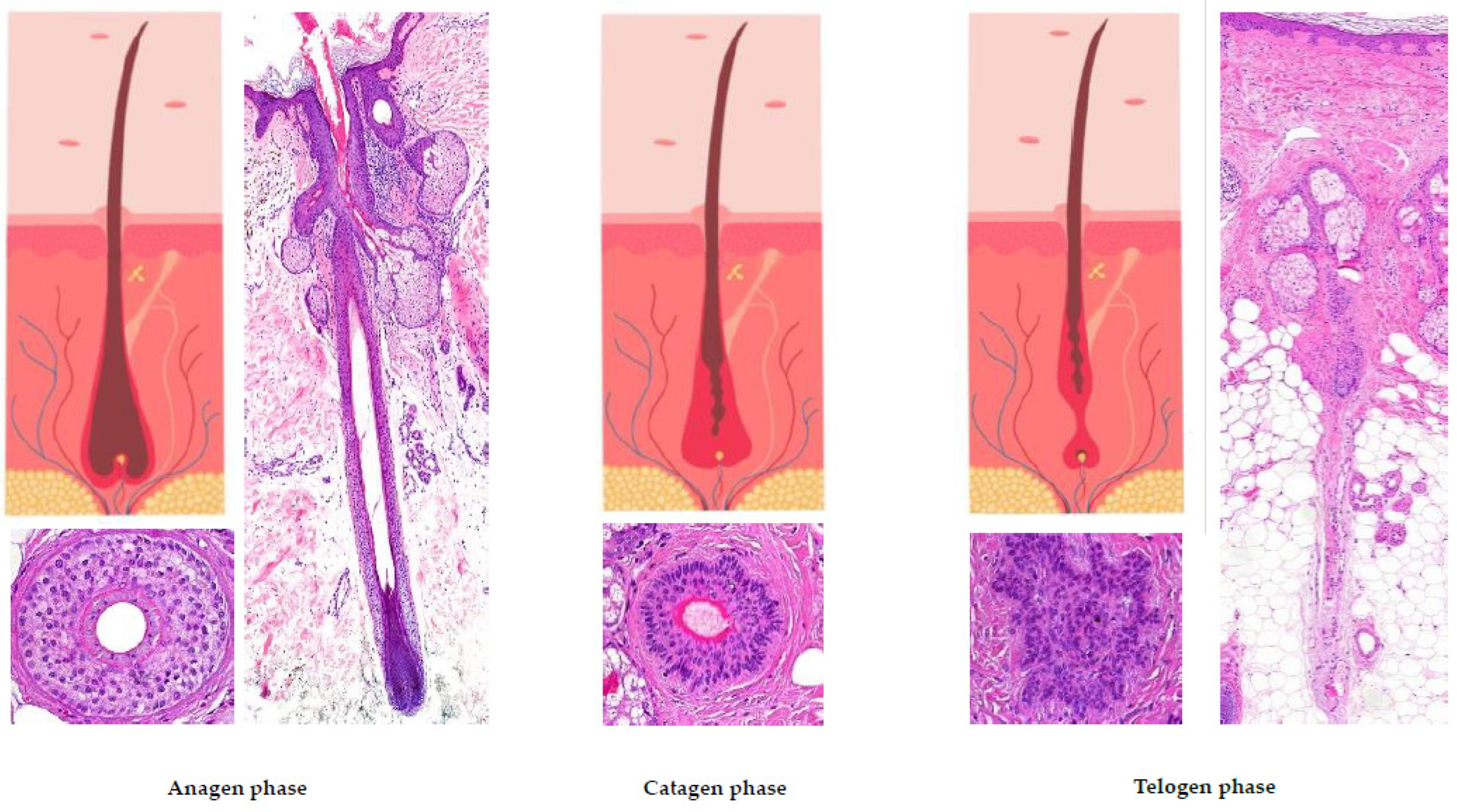 Preprints 78842 g002