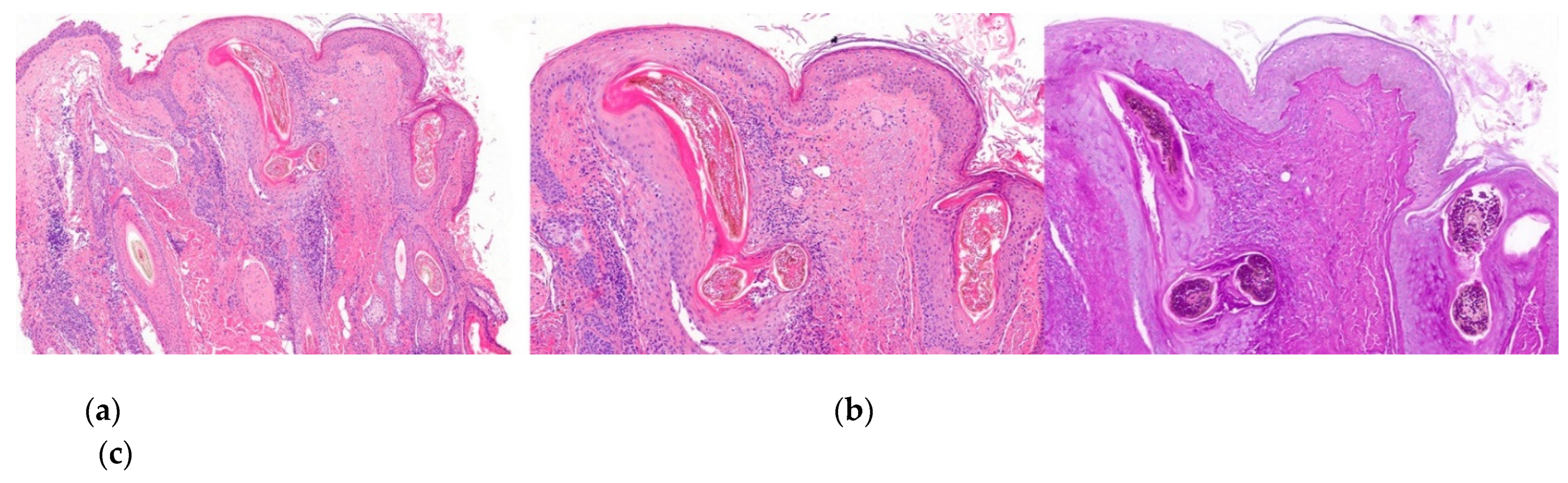 Preprints 78842 g015