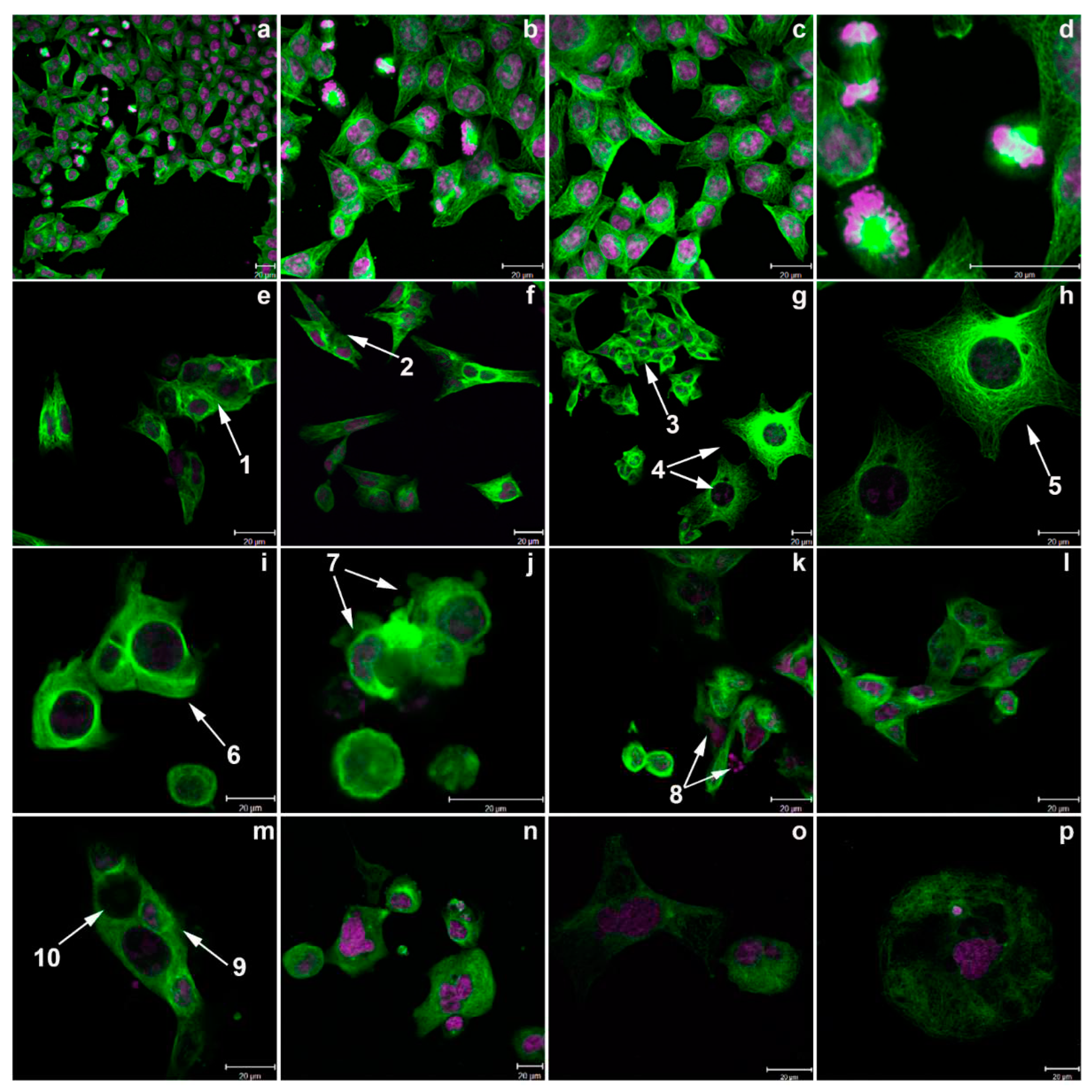 Preprints 95627 g011