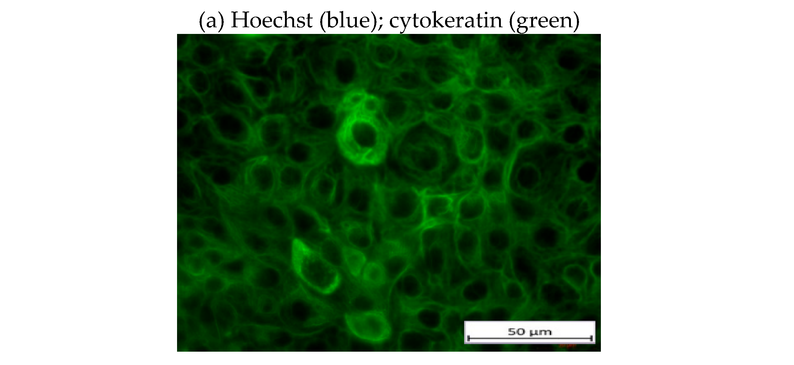 Preprints 117249 g004a