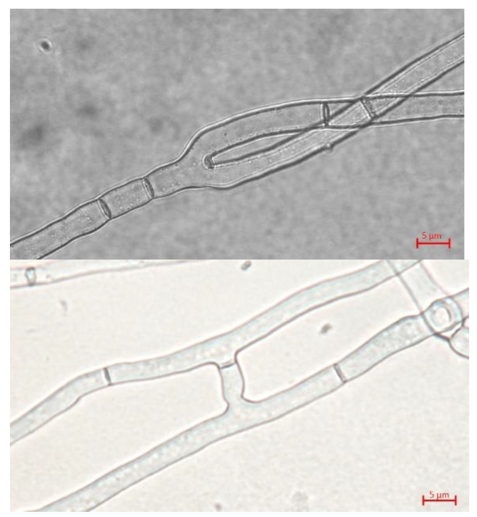 Preprints 71627 g003