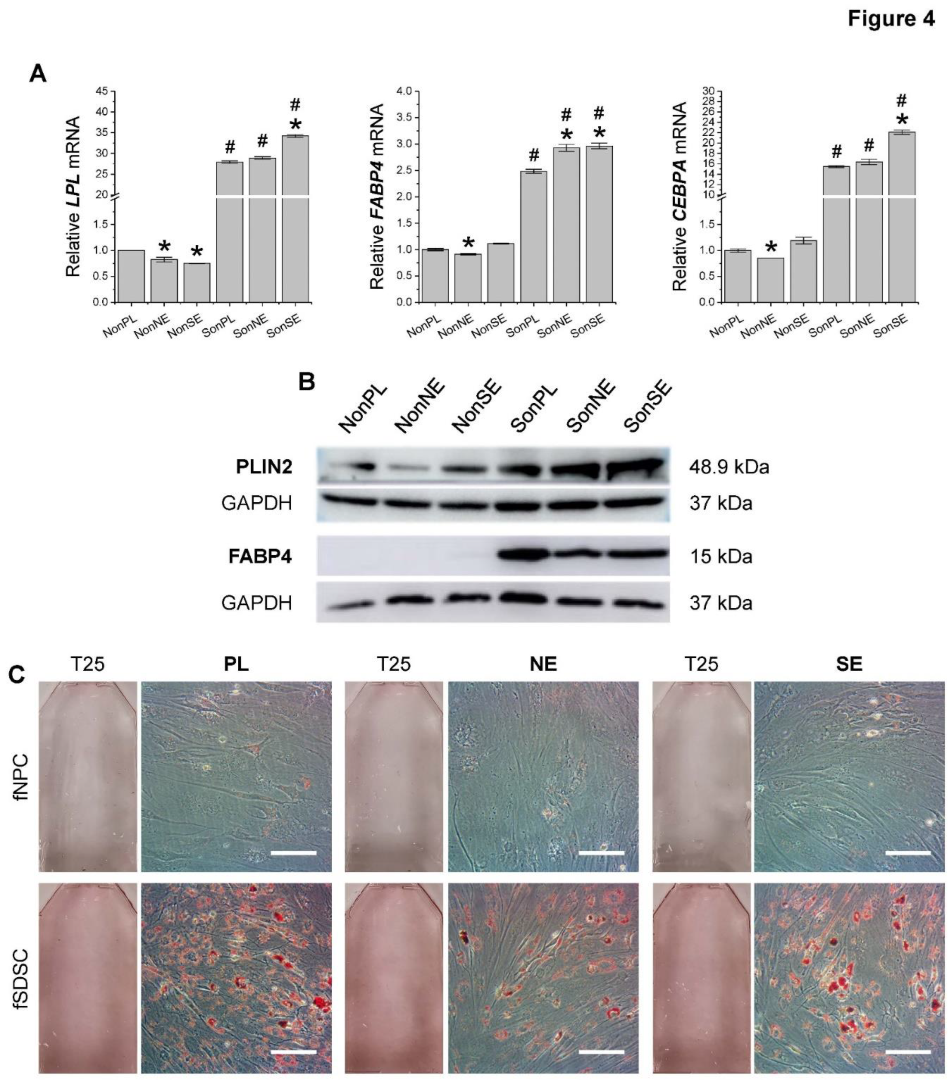 Preprints 93378 g004