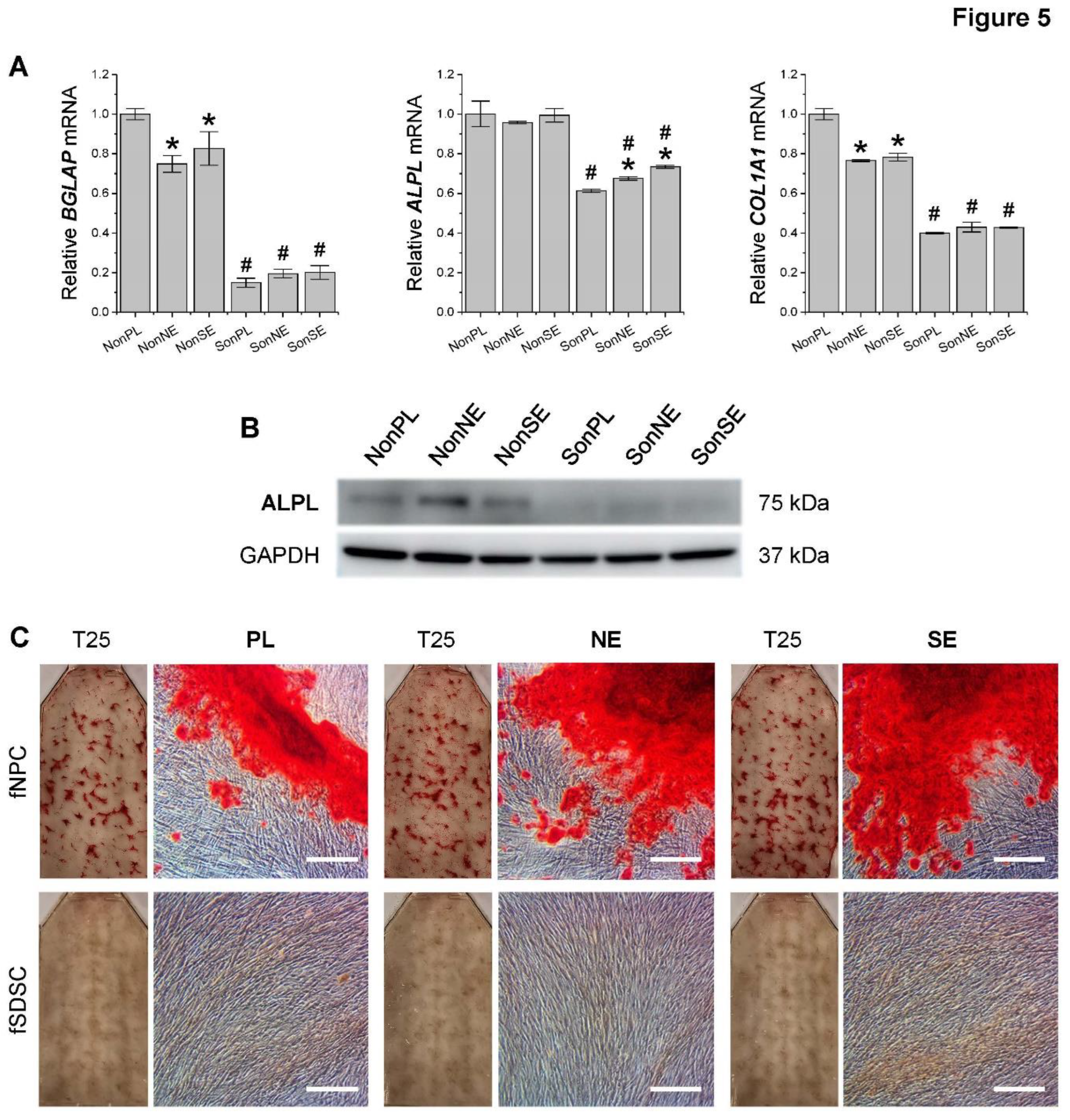 Preprints 93378 g005