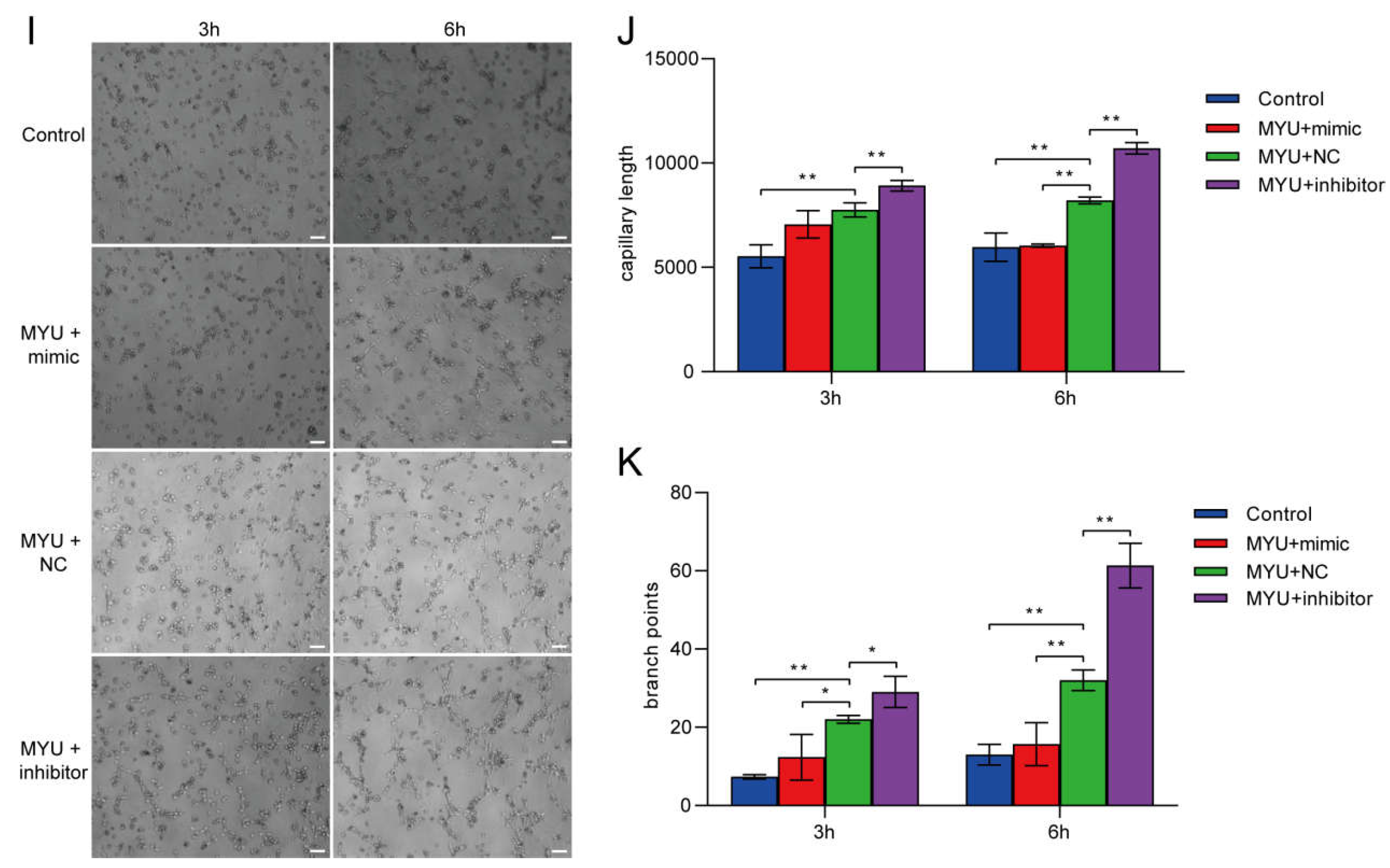 Preprints 109775 g006