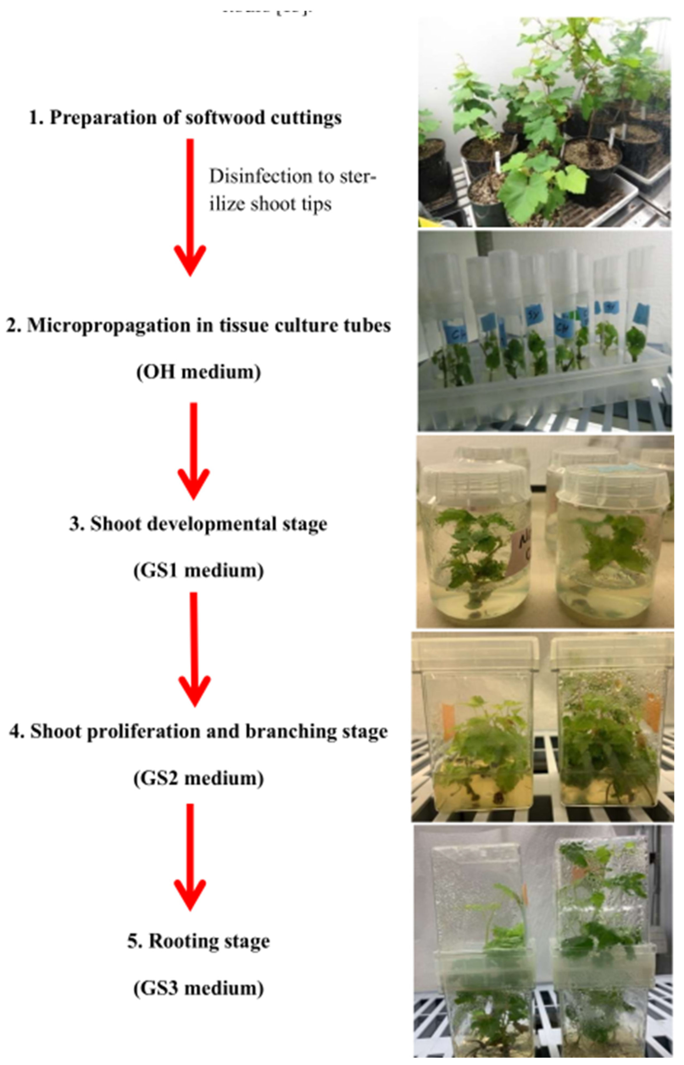 Preprints 87145 g001