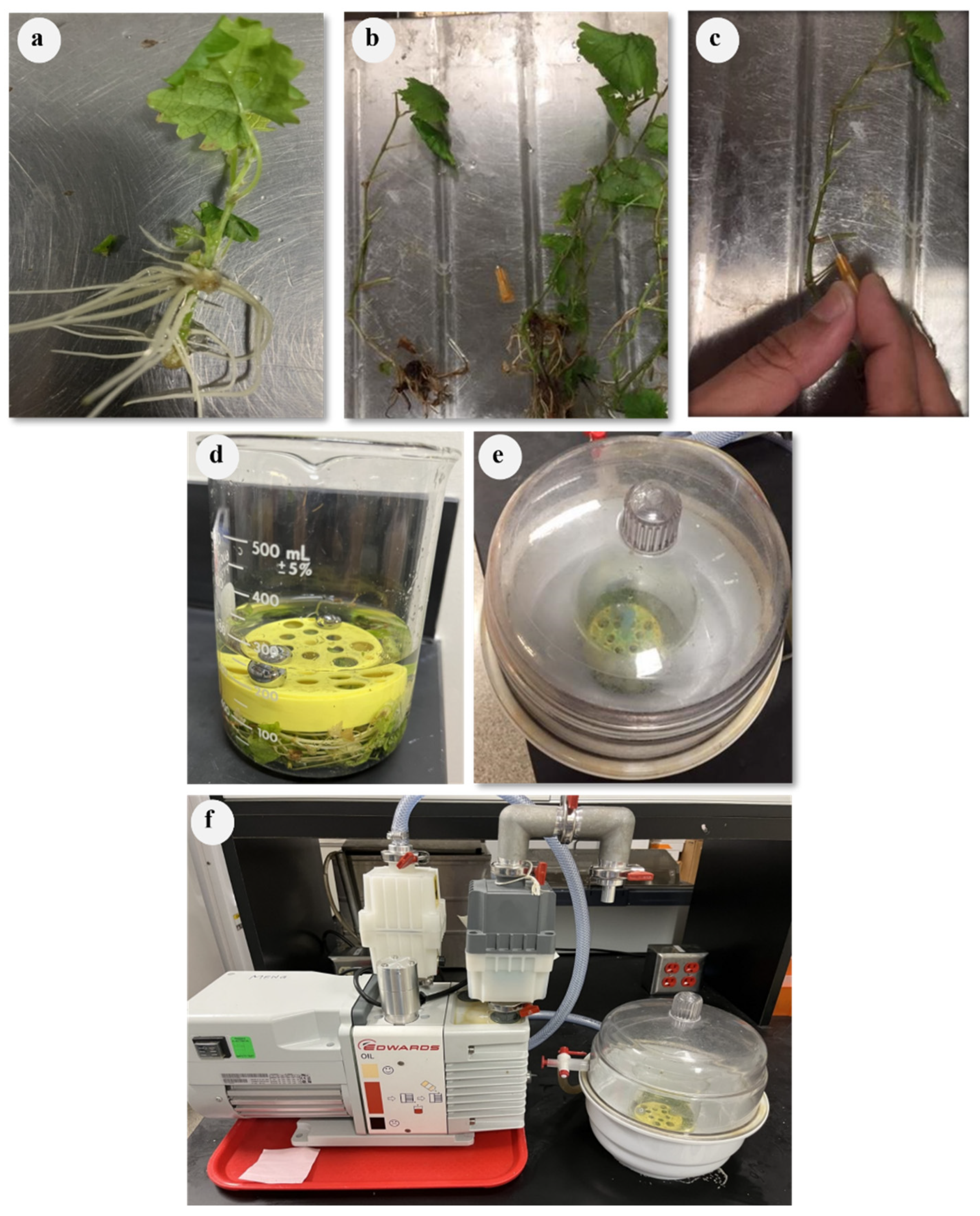 Preprints 87145 g002