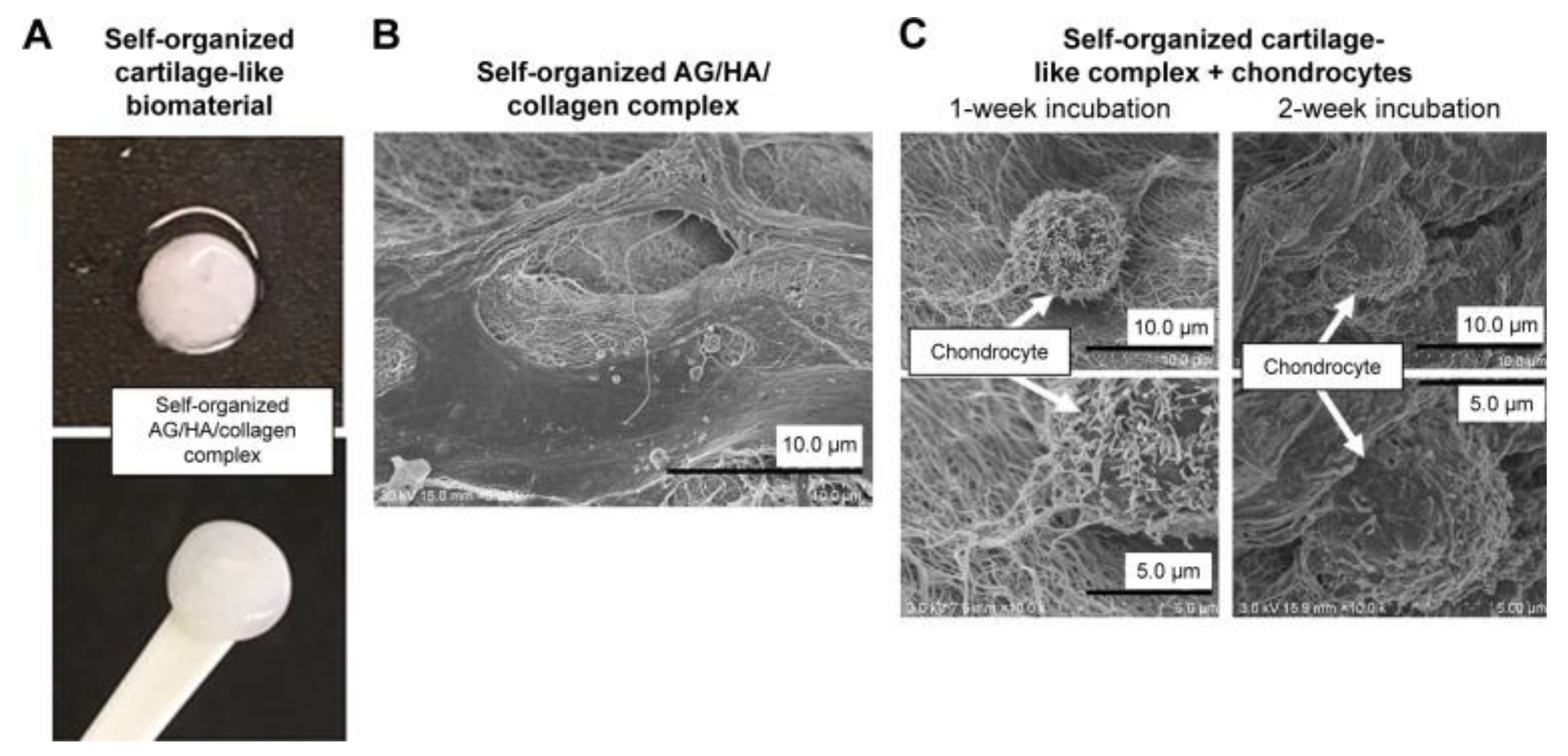 Preprints 118605 g006