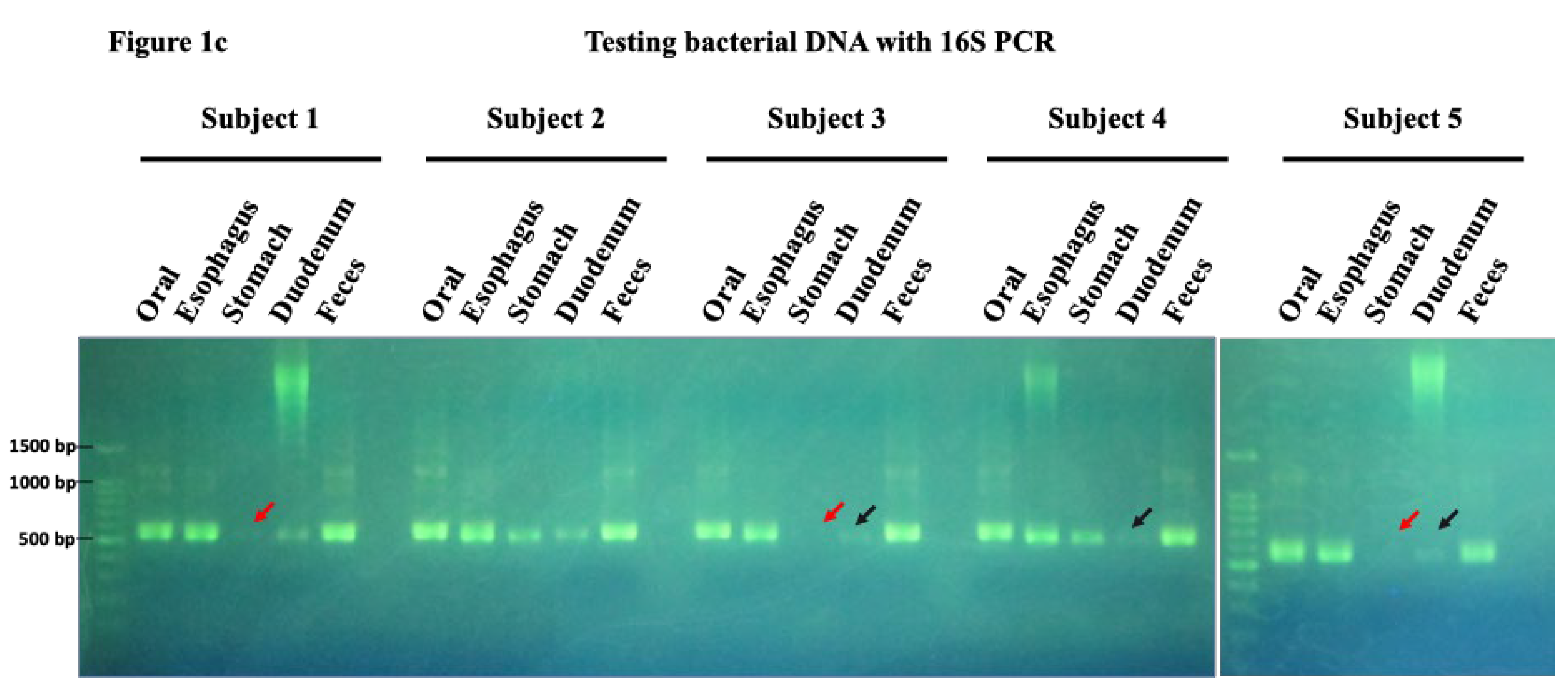 Preprints 110172 g001b