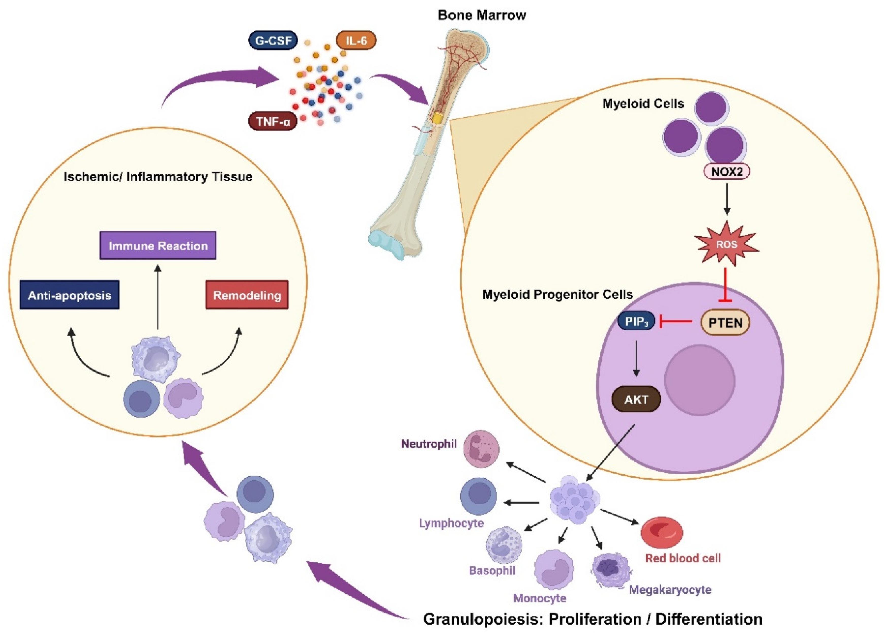 Preprints 95333 g003