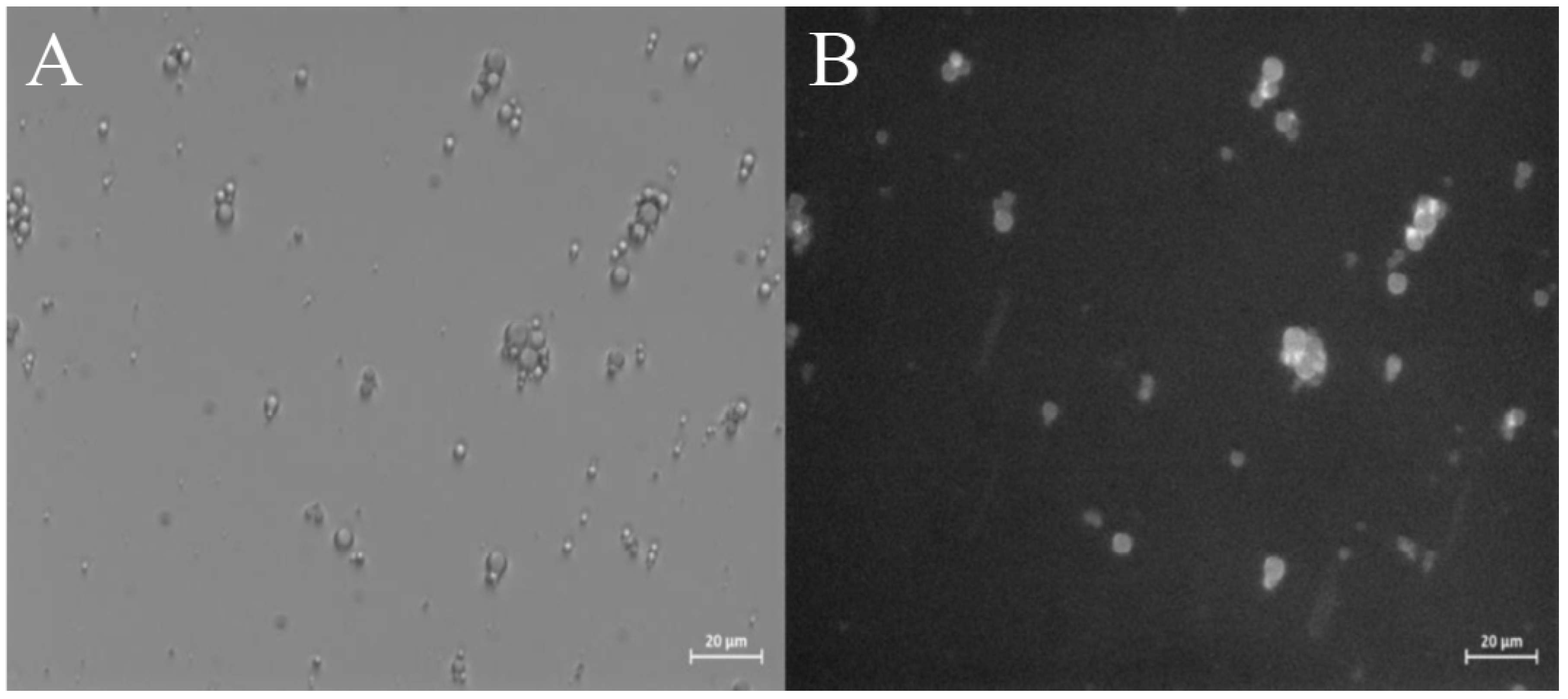 Preprints 113790 g008