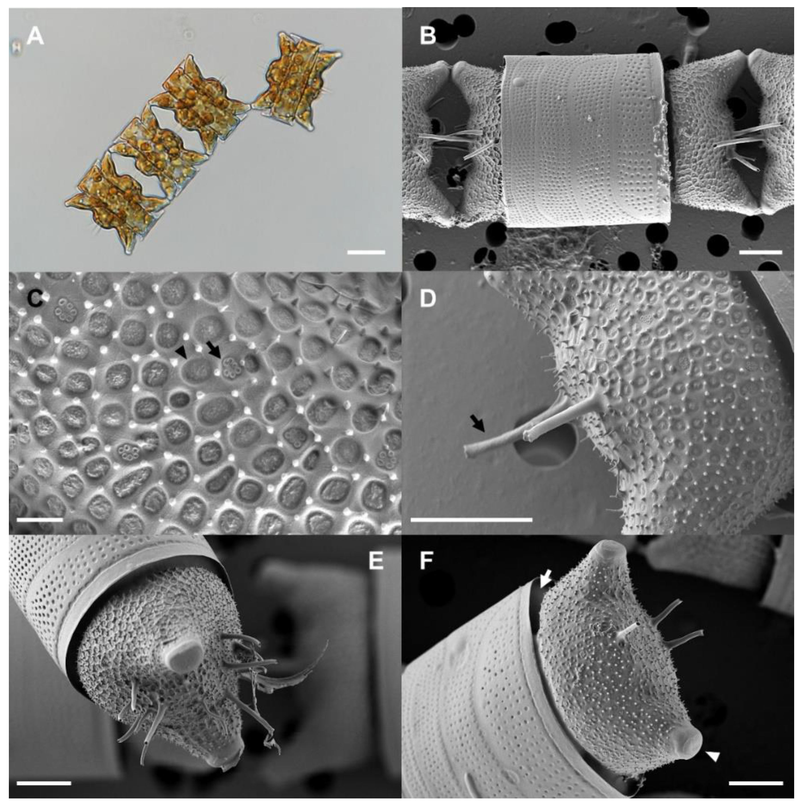 Preprints 86268 g001