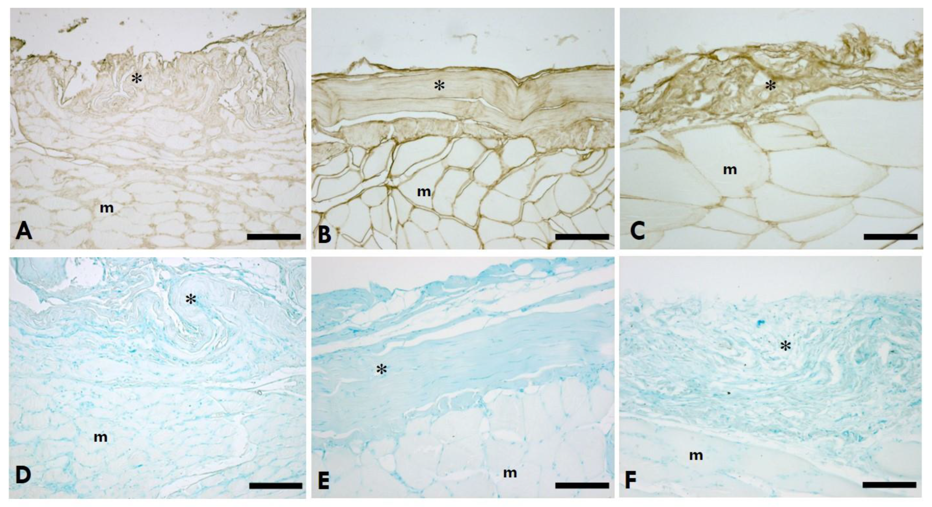 Preprints 111186 g001