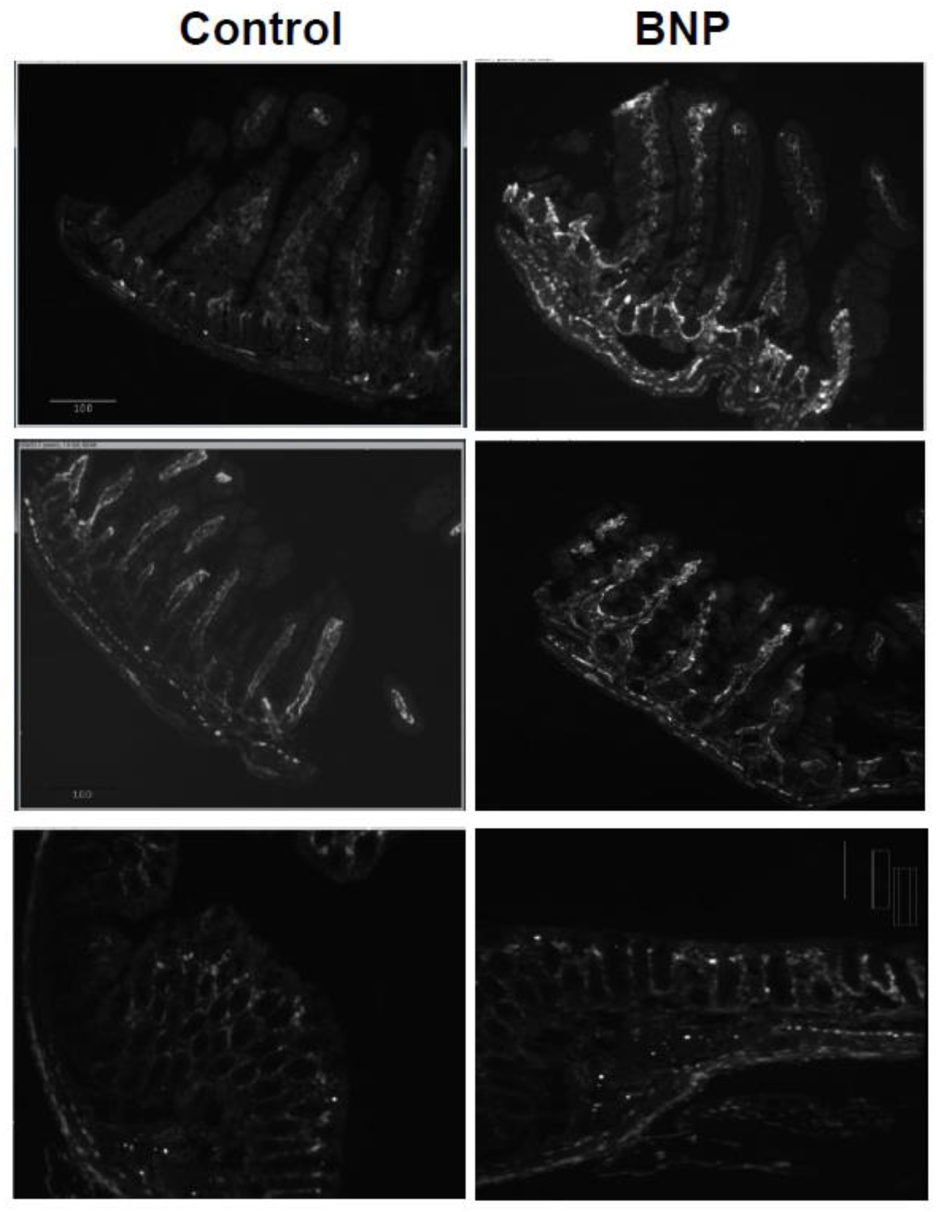 Preprints 72355 g001