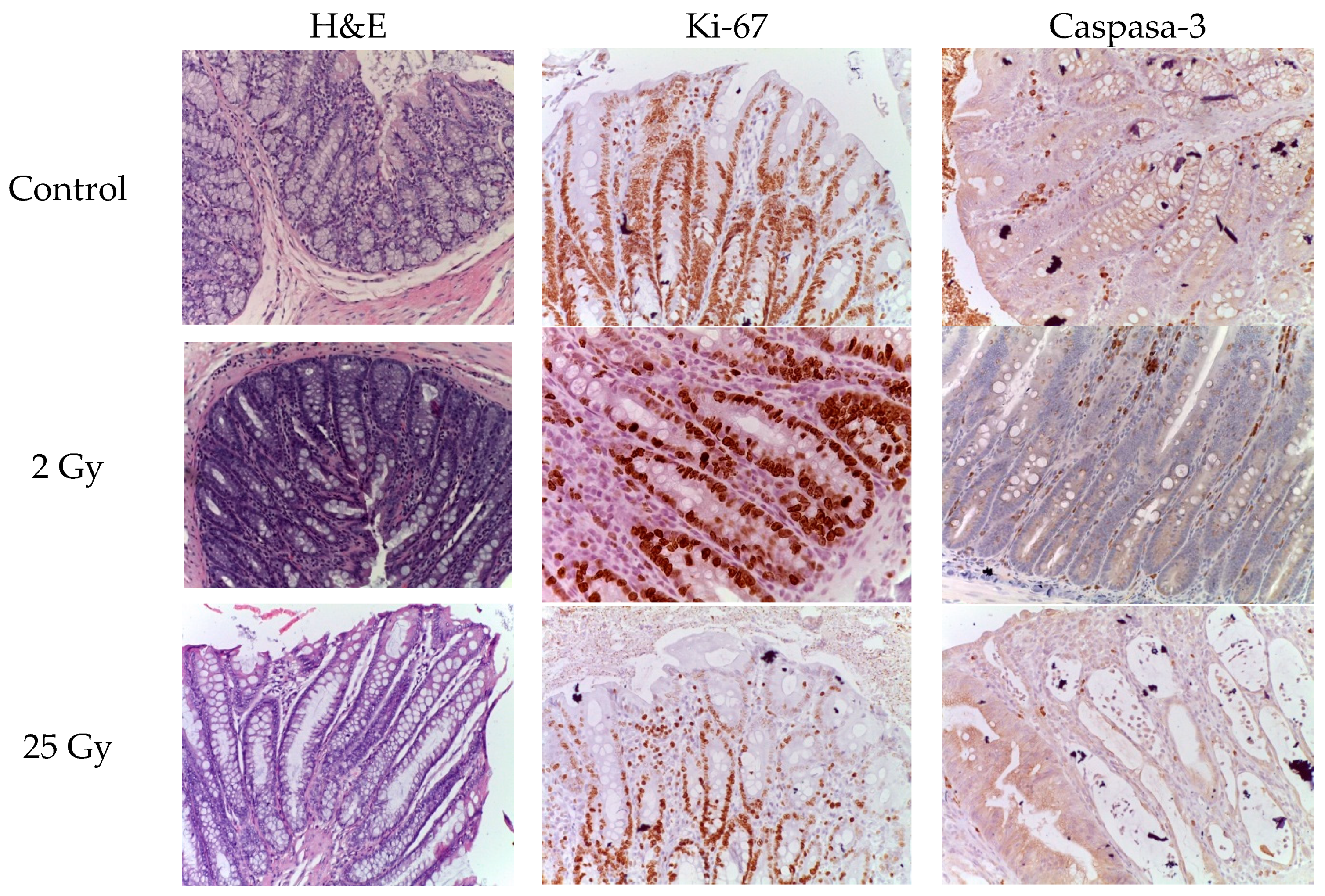 Preprints 90304 g001