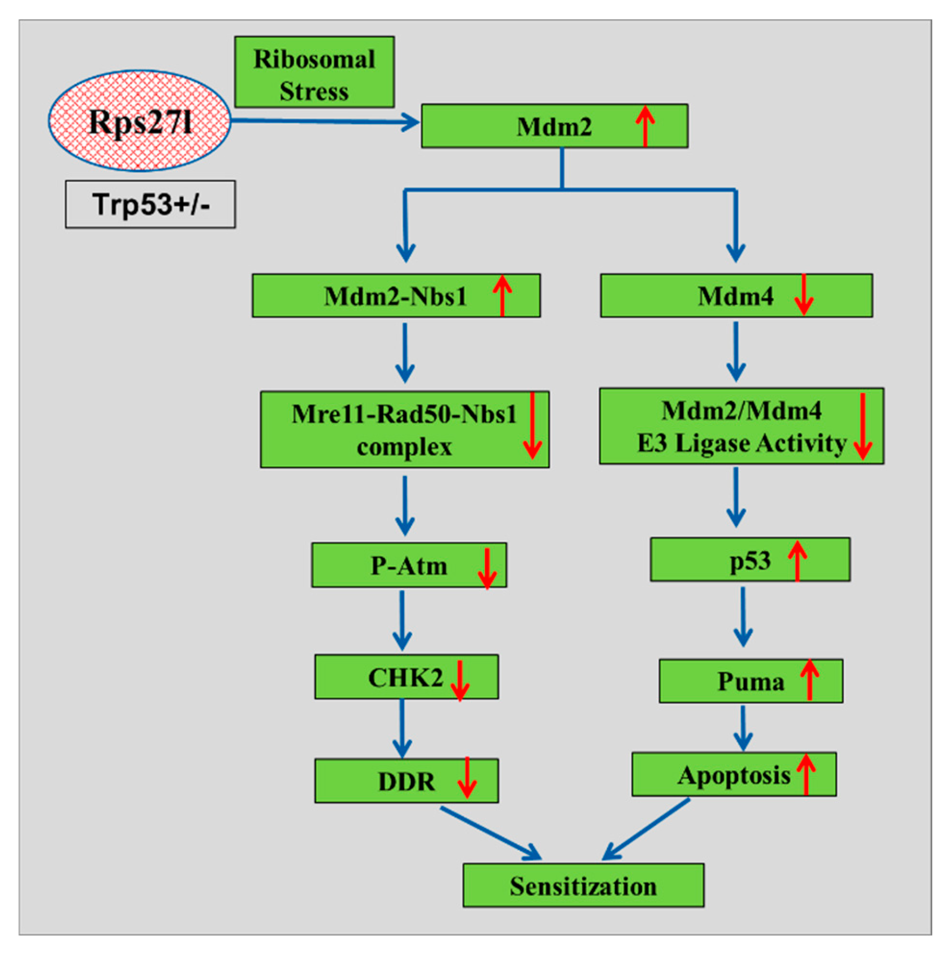 Preprints 116518 g003