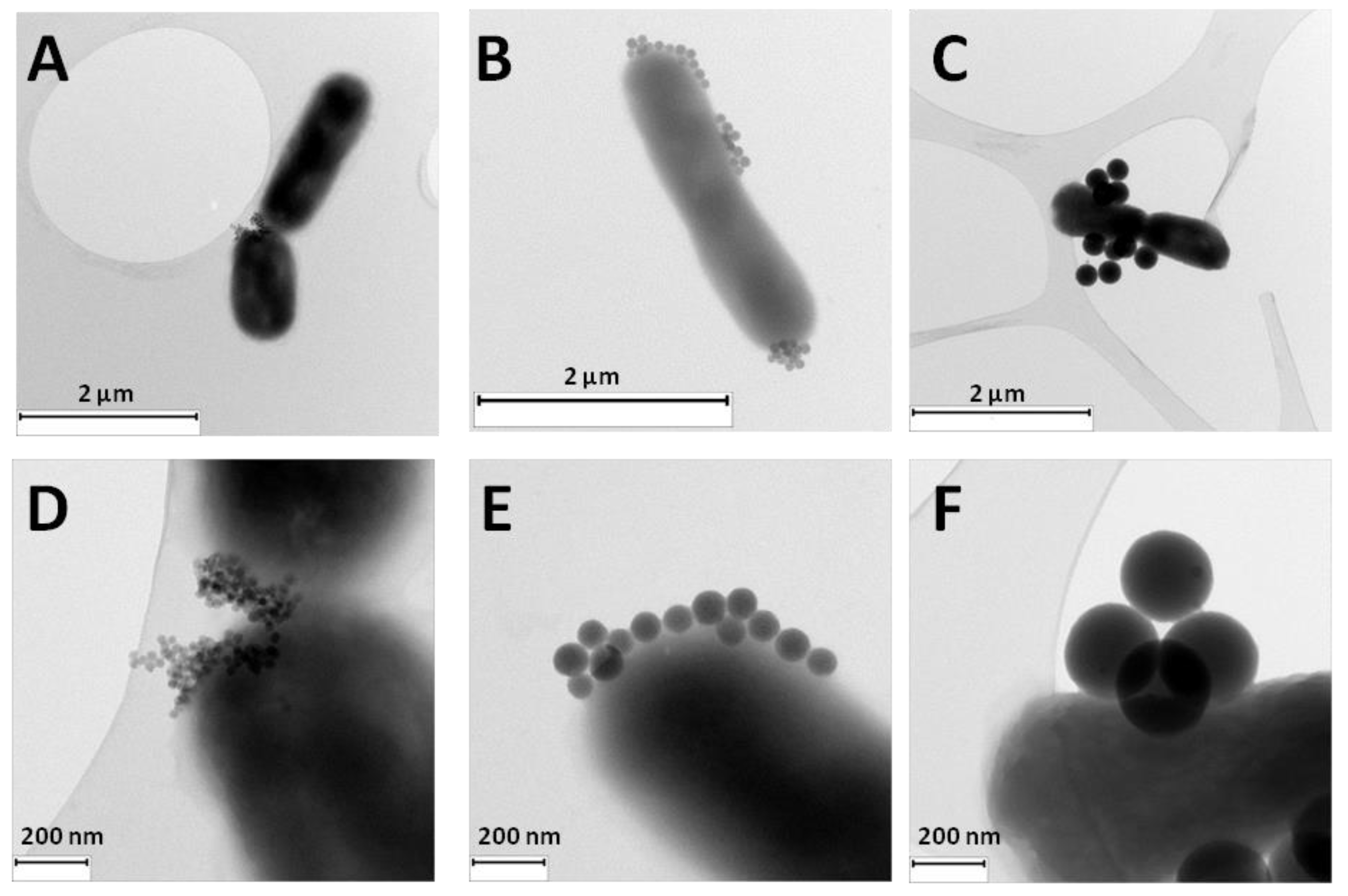 Preprints 137748 g004