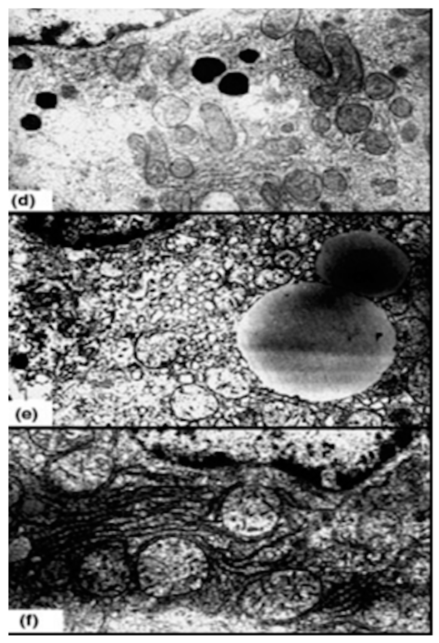 Preprints 105296 g009