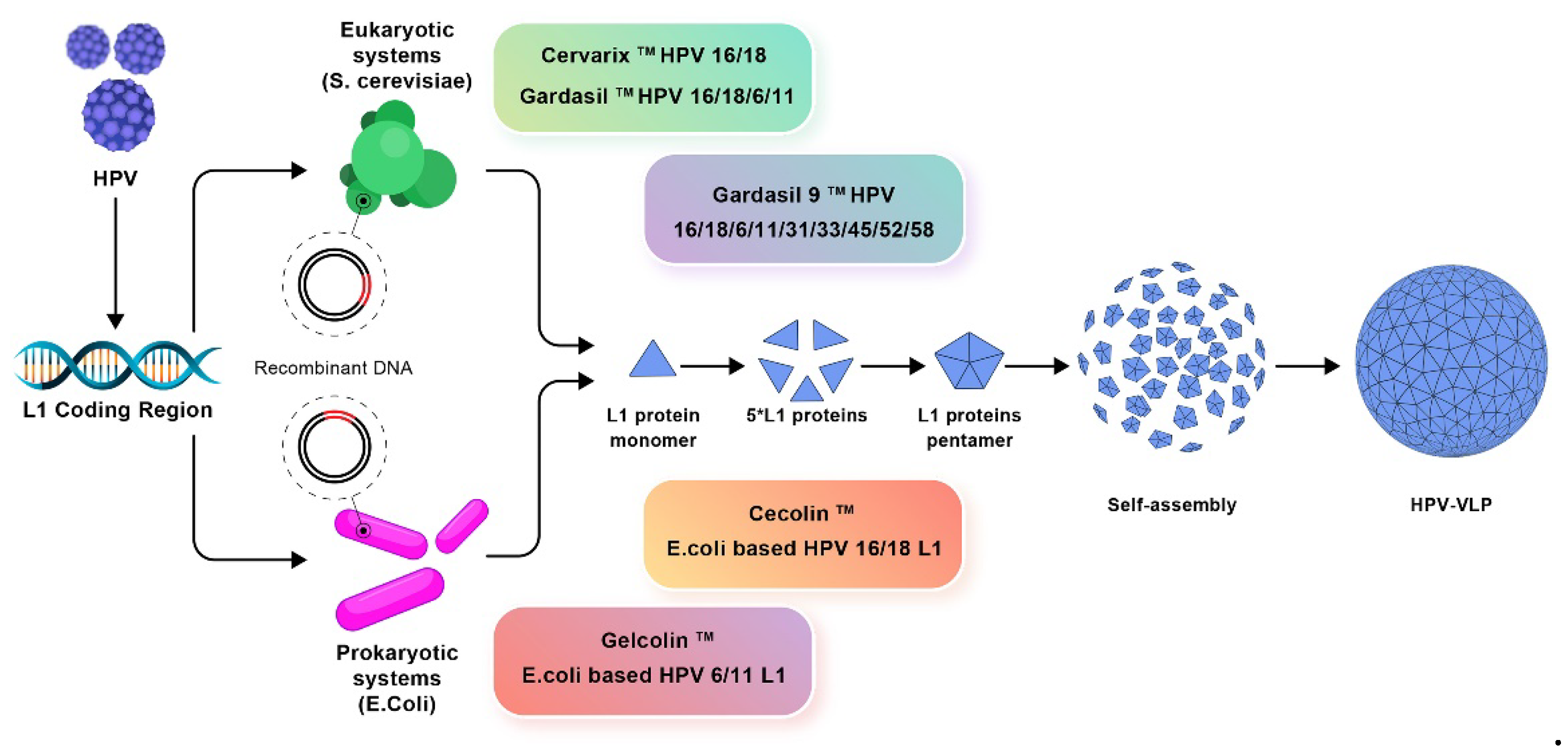 Preprints 109559 g004