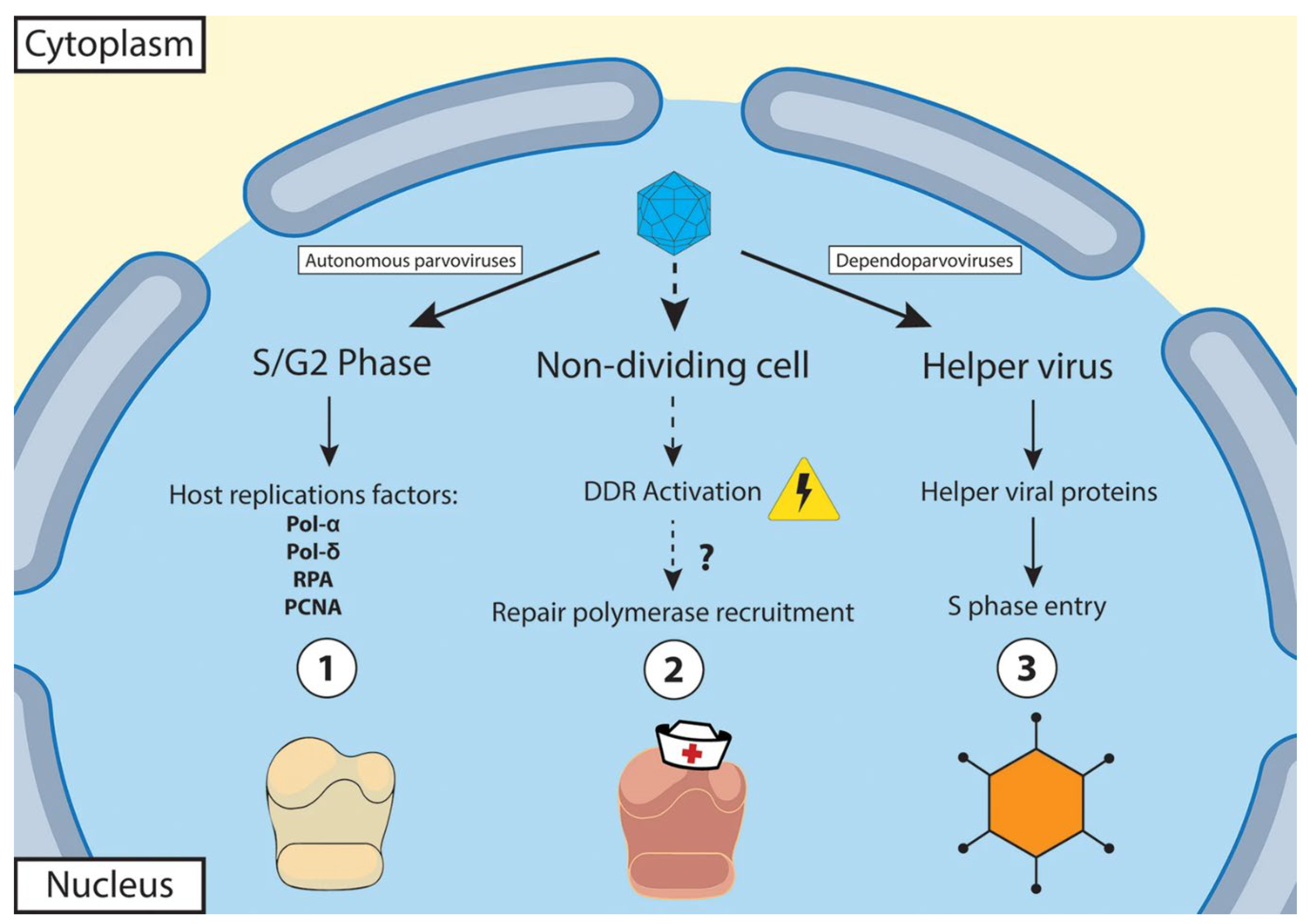 Preprints 108789 g003