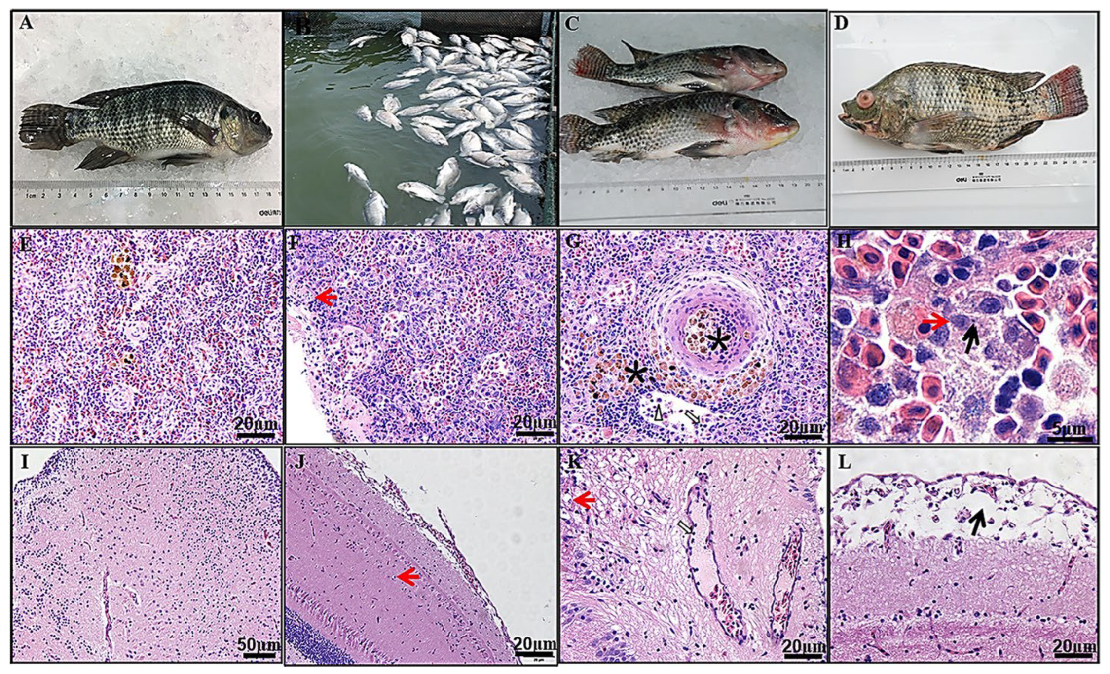 Preprints 108789 g005