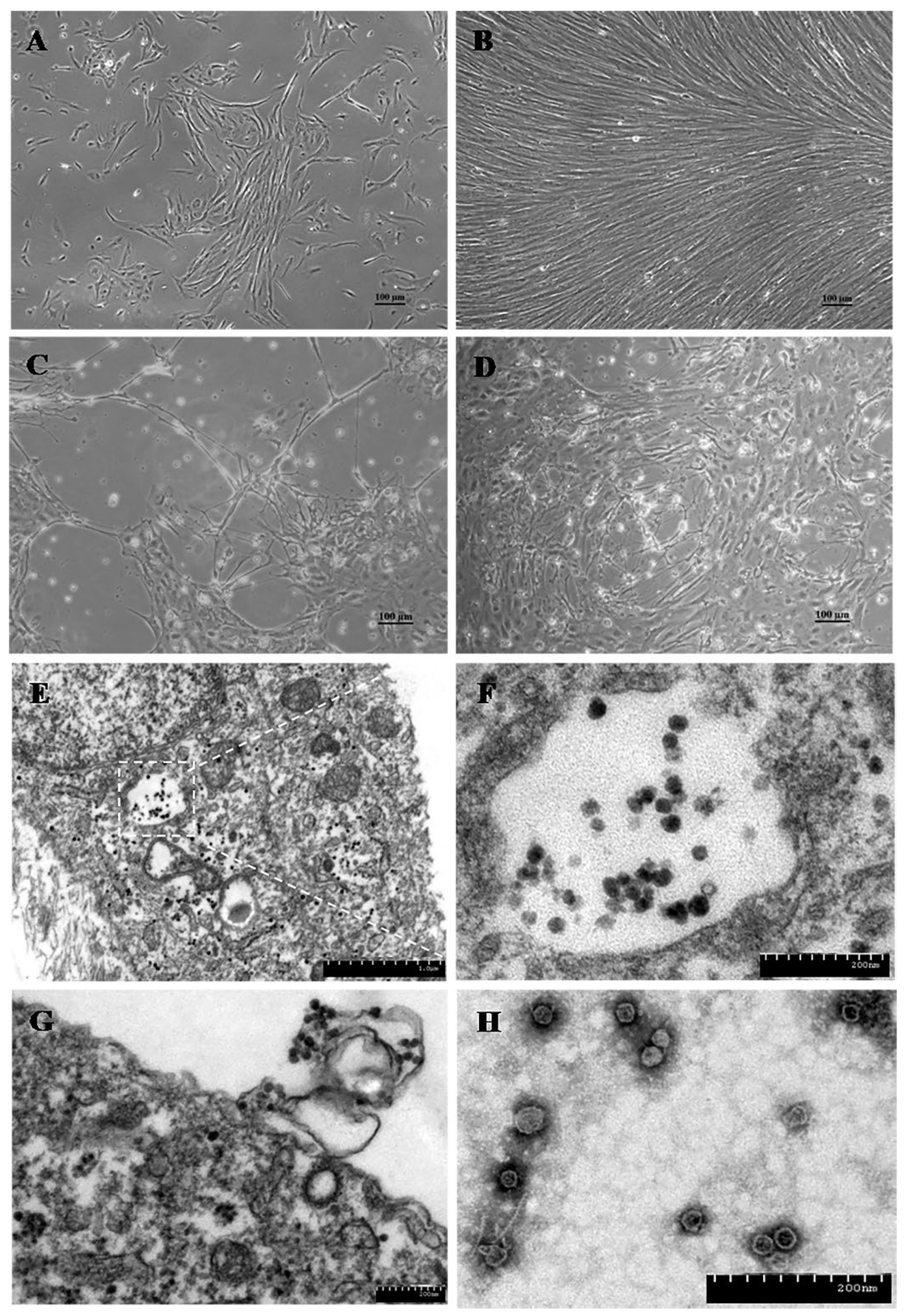 Preprints 108789 g006