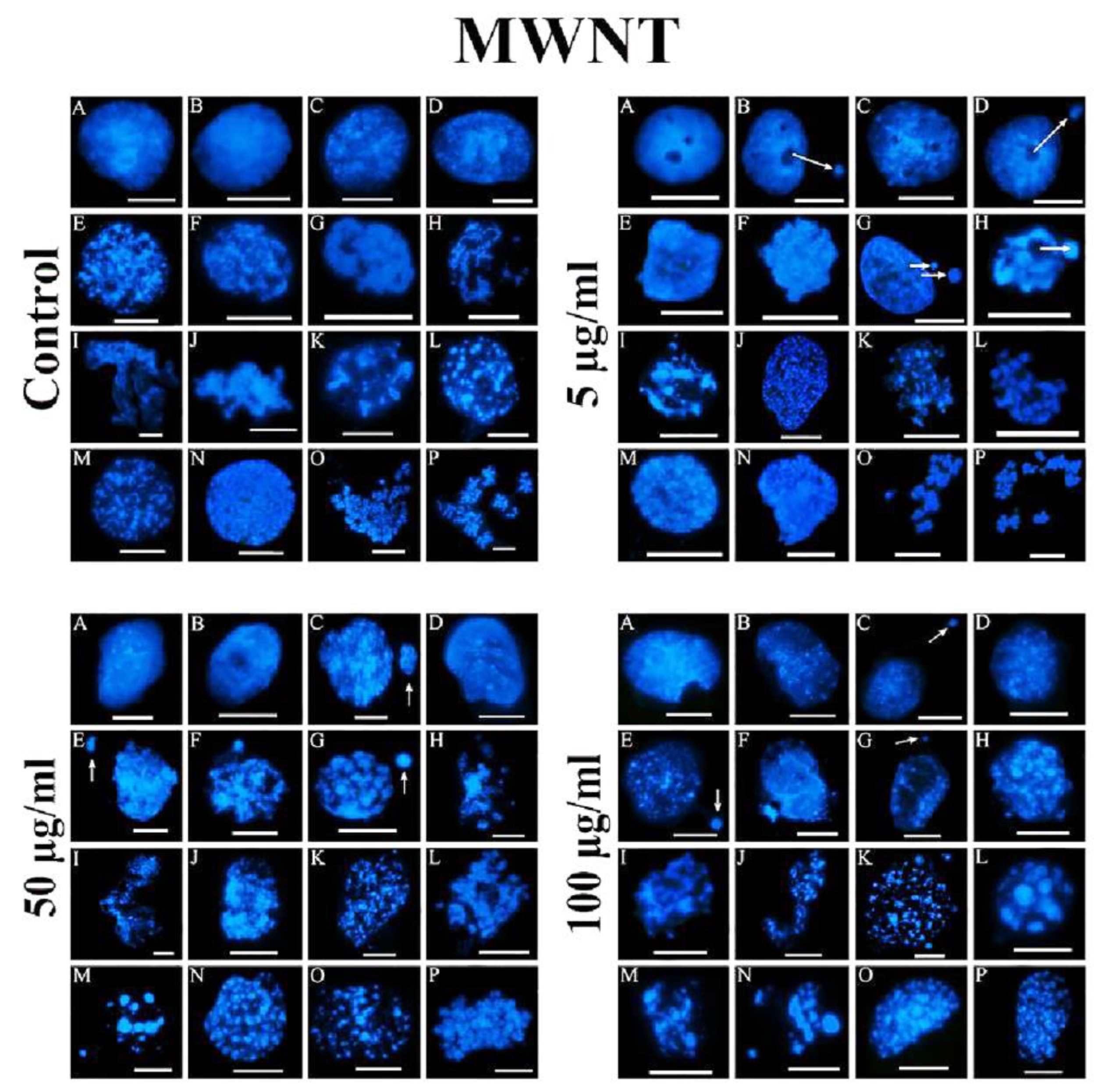 Preprints 71769 g006