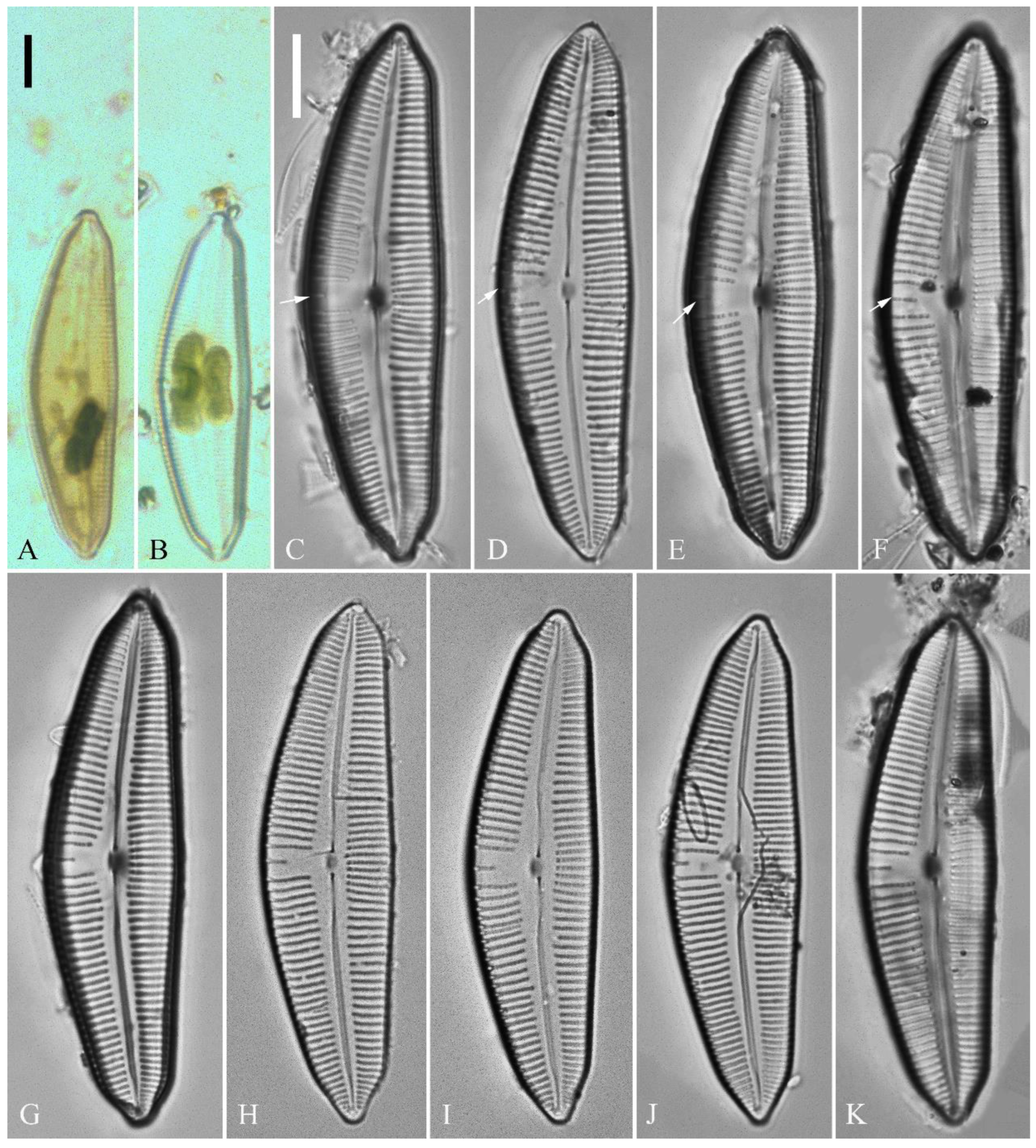 Preprints 109315 g001