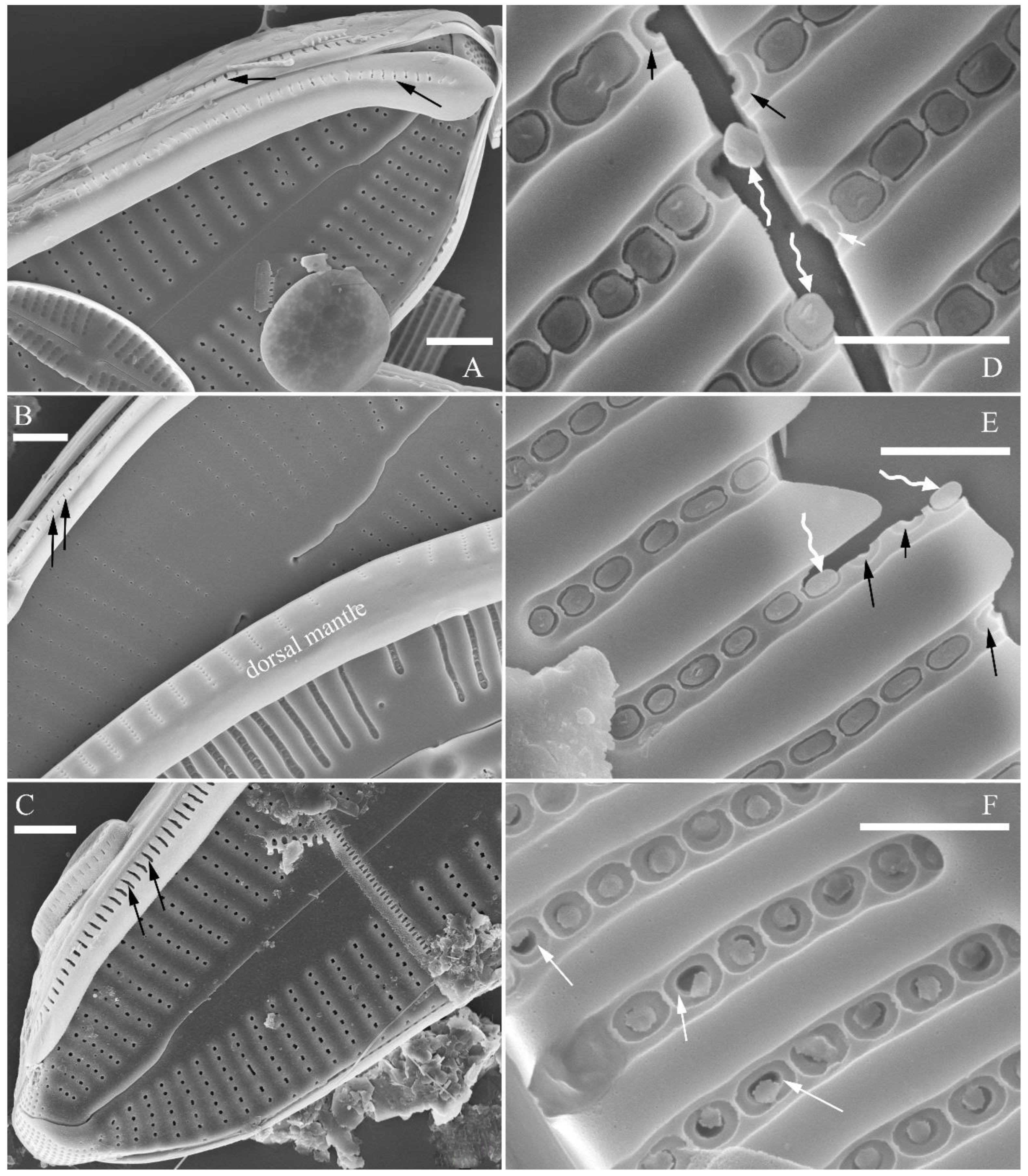 Preprints 109315 g004