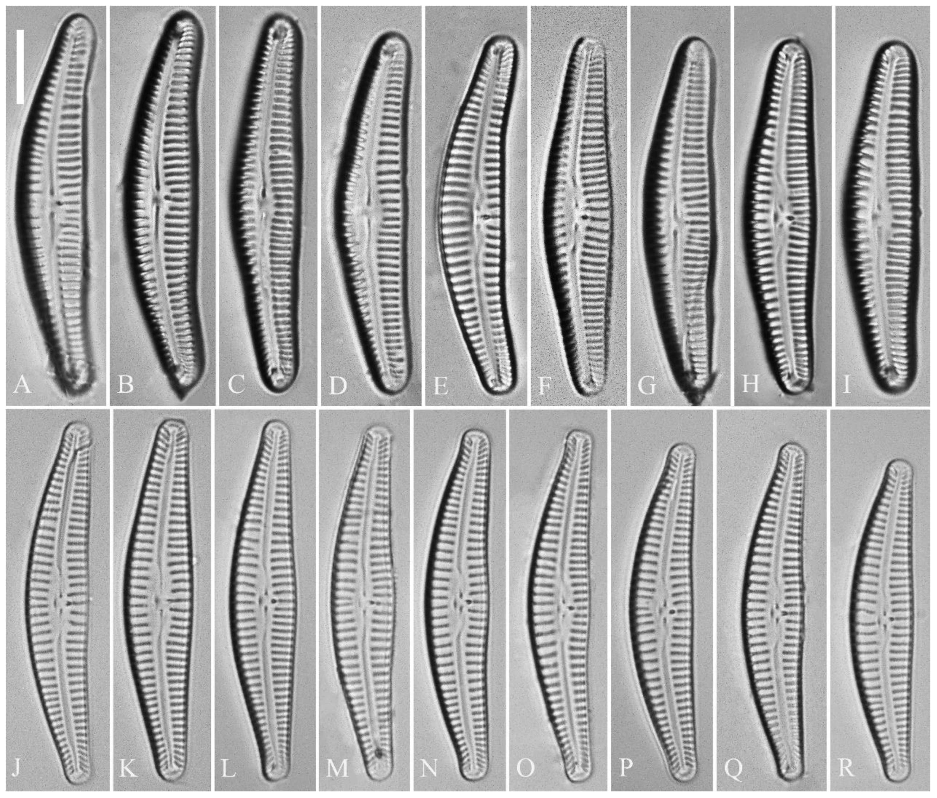 Preprints 109315 g005